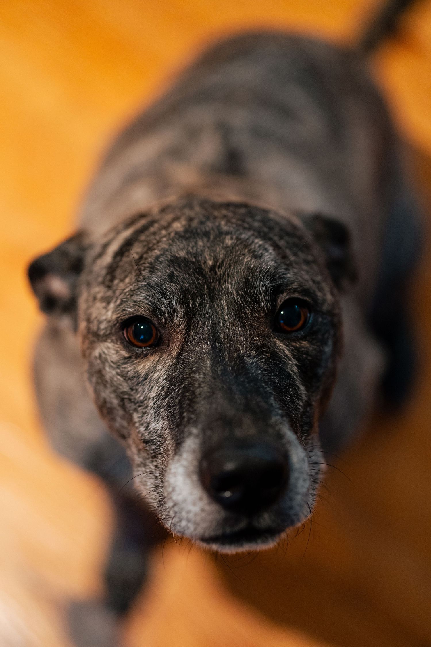 Close-up portrait of a brindle mixed breed dog looking up with soulful brown eyes indoors.