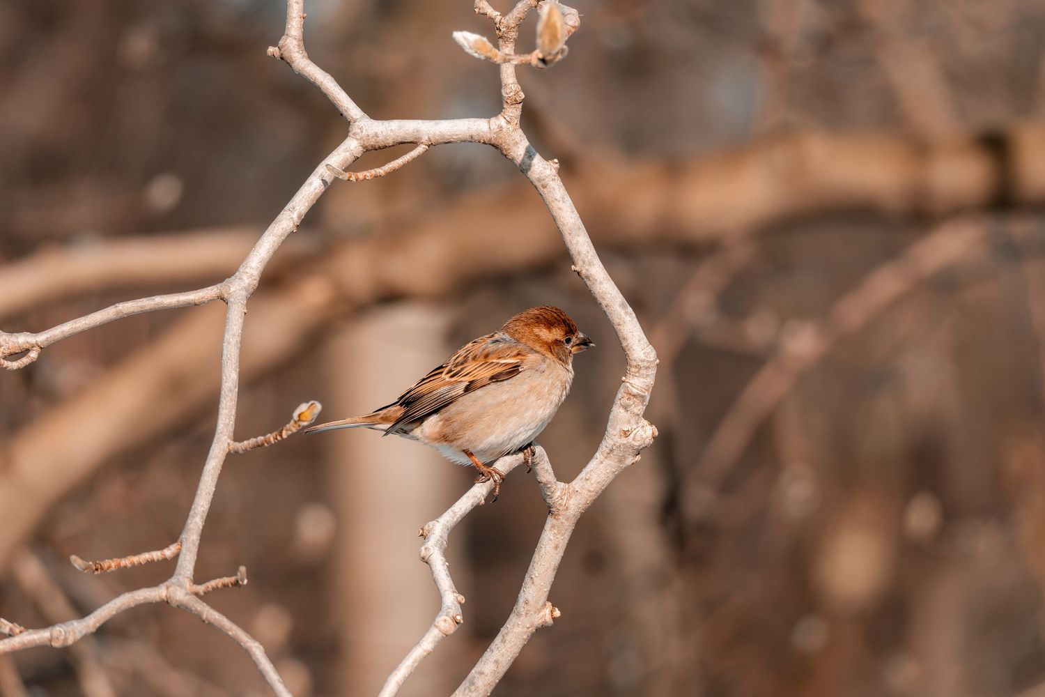 A brown sparrow perches on a thin bare branch in warm autumn light.