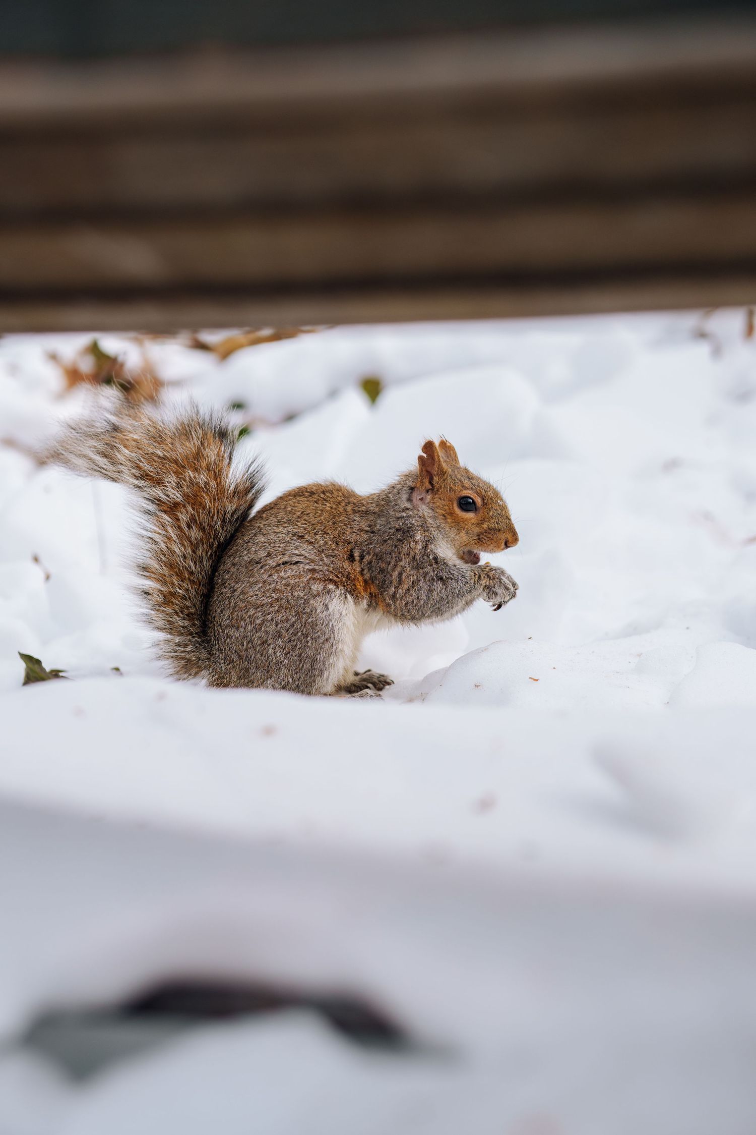A grey squirrel sitting in the snow near a wooden bench in winter park.