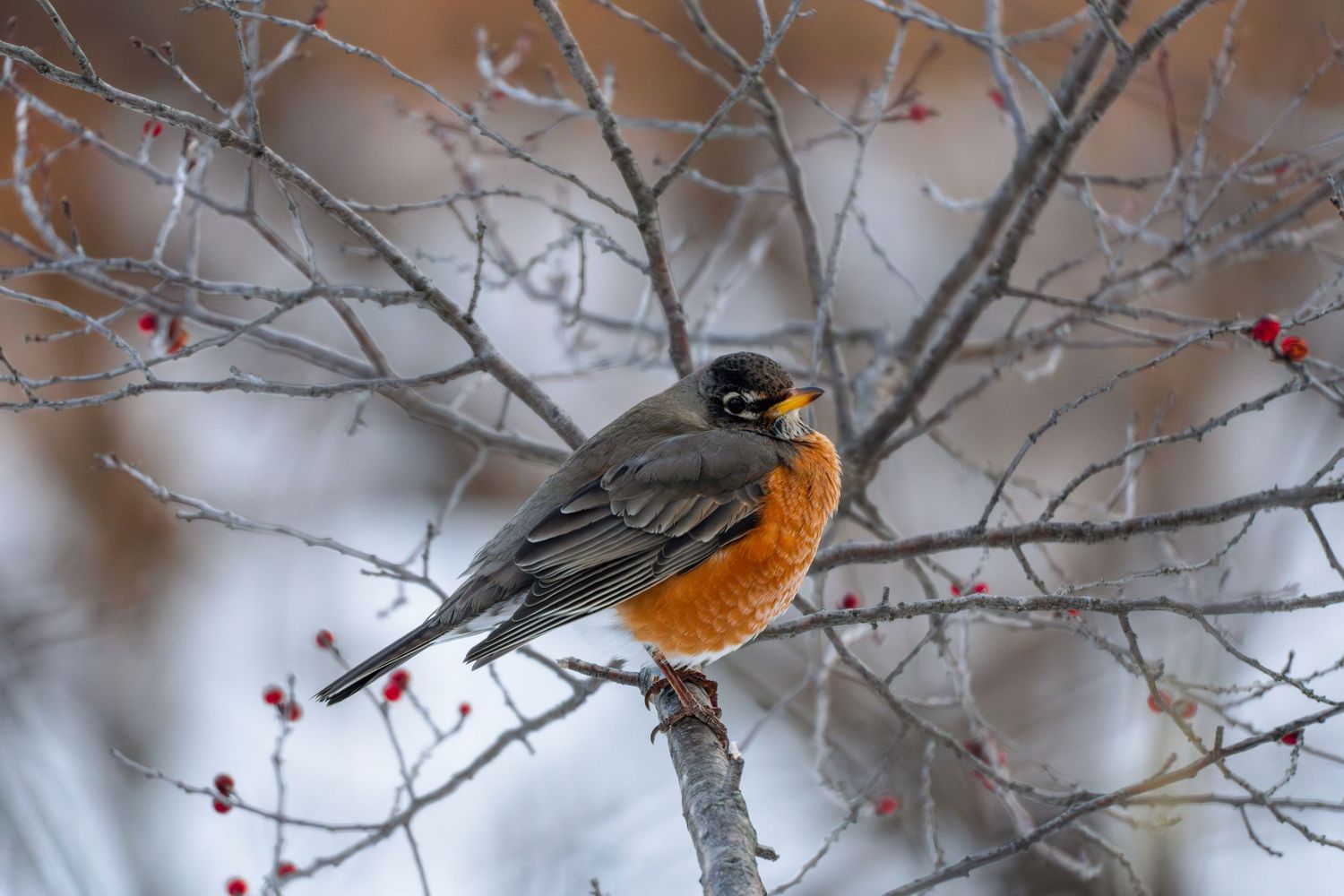 American robin with orange breast perched on bare winter branch surrounded by red berries in snowy background.