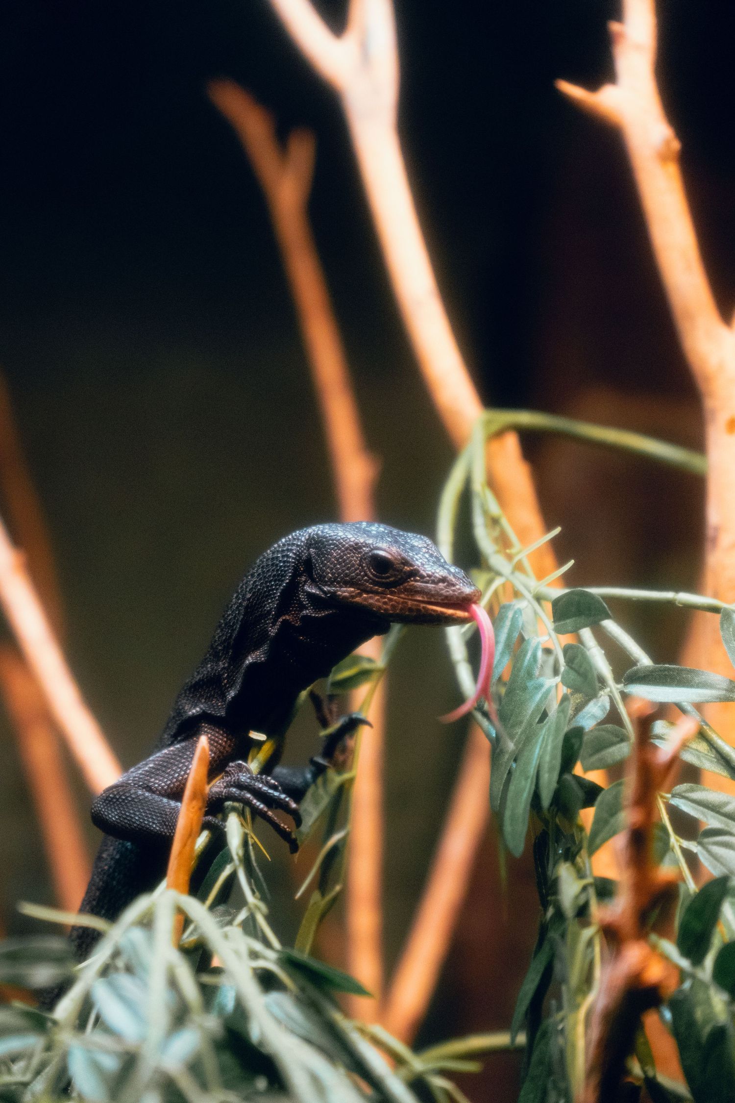 A dark lizard flicking its tongue while resting on green leaves and orange branches.