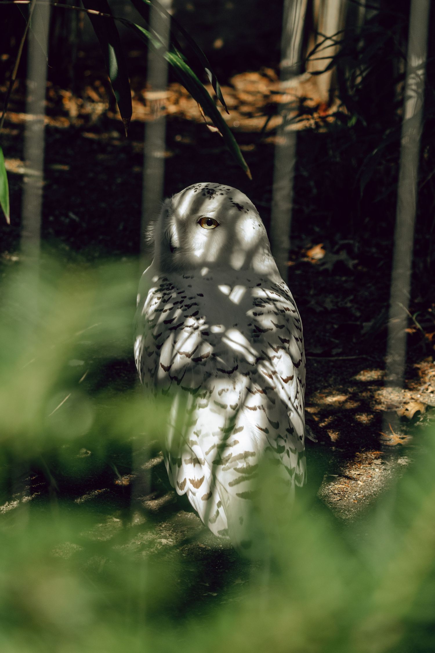 A white snowy owl standing on a forest floor, partially hidden by green foliage with dappled sunlight casting shadows.