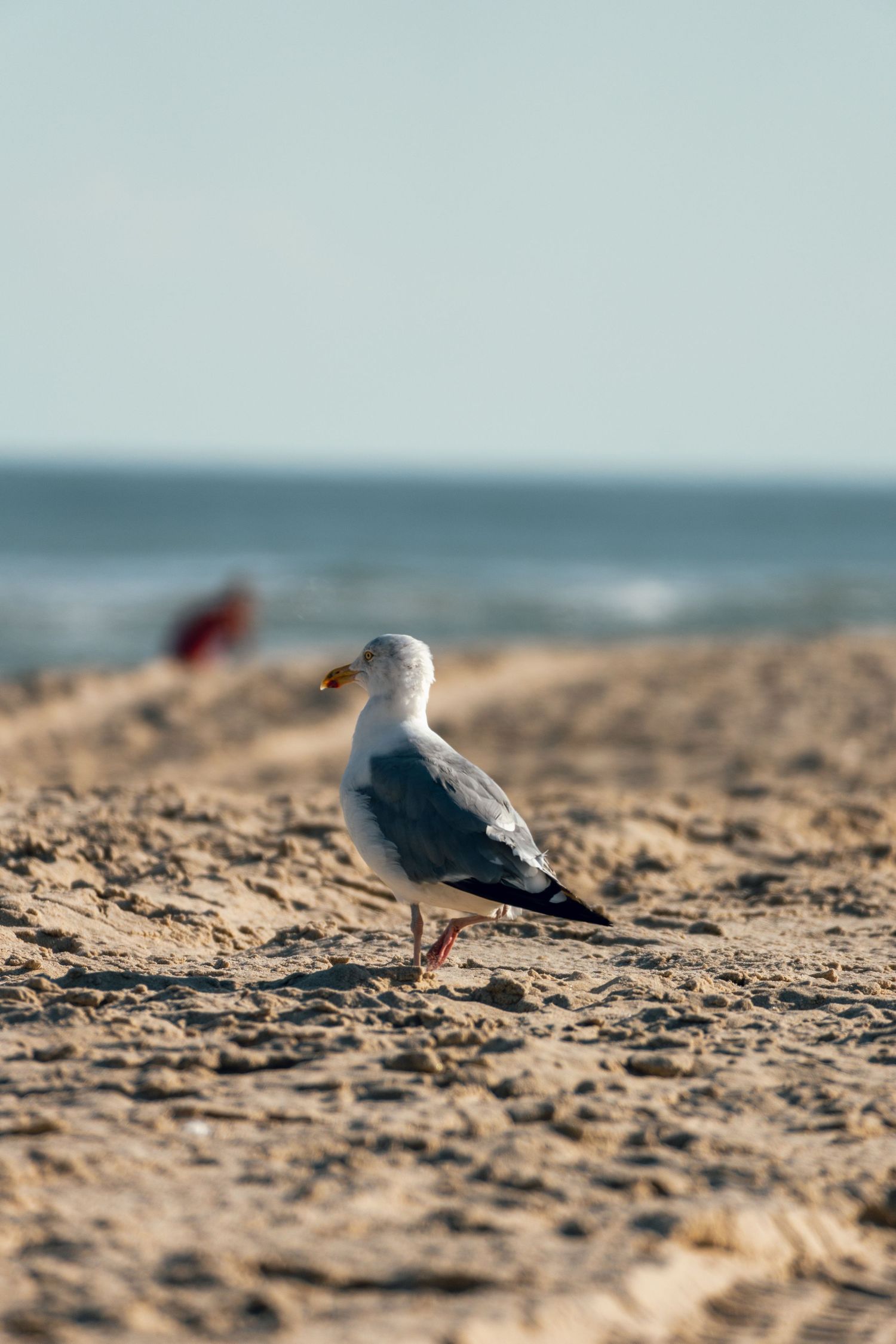 A seagull standing on a sandy beach with the blue ocean and waves in the background.