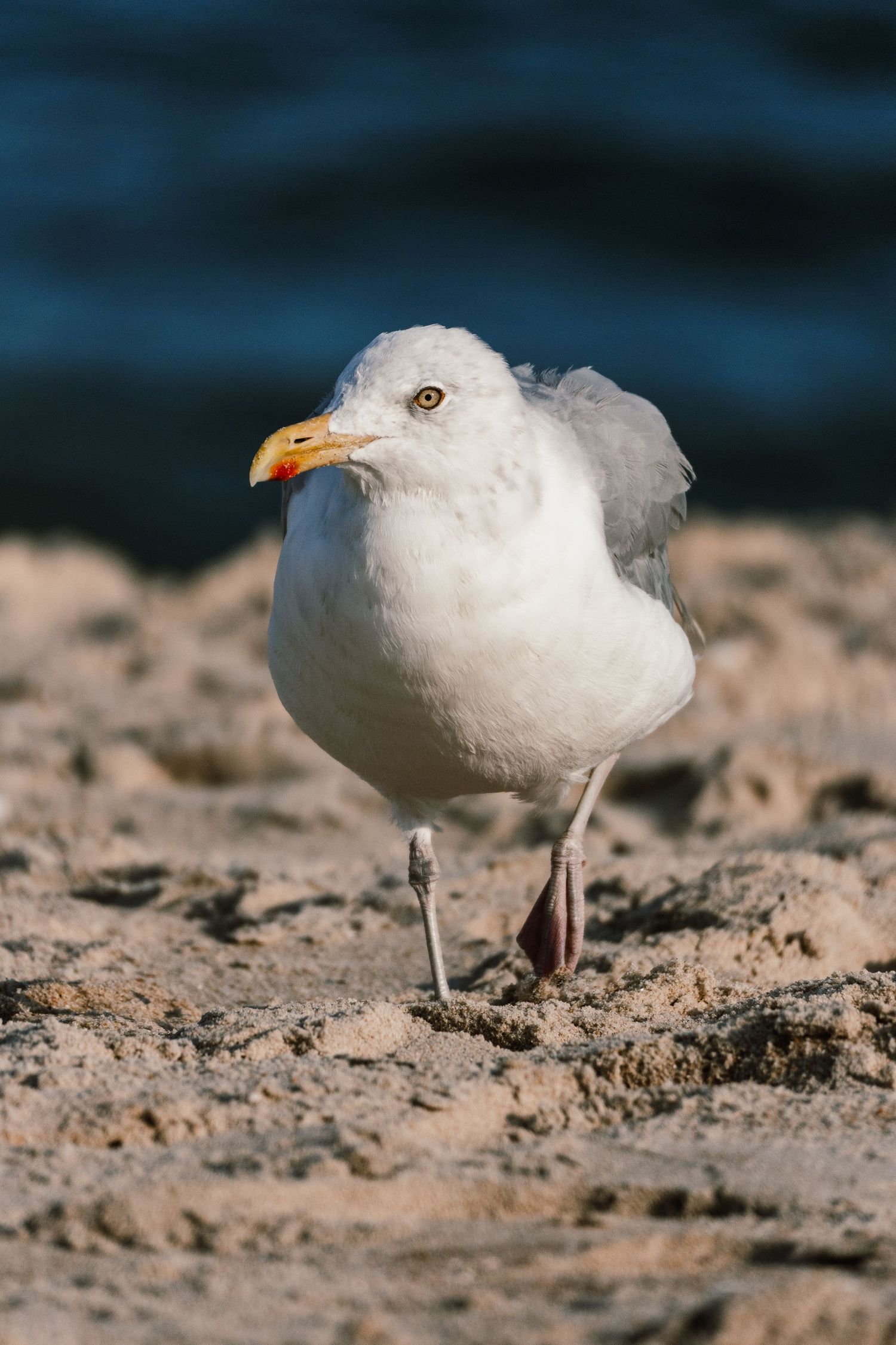 A white herring gull standing on textured sandy beach with deep blue ocean water in background.
