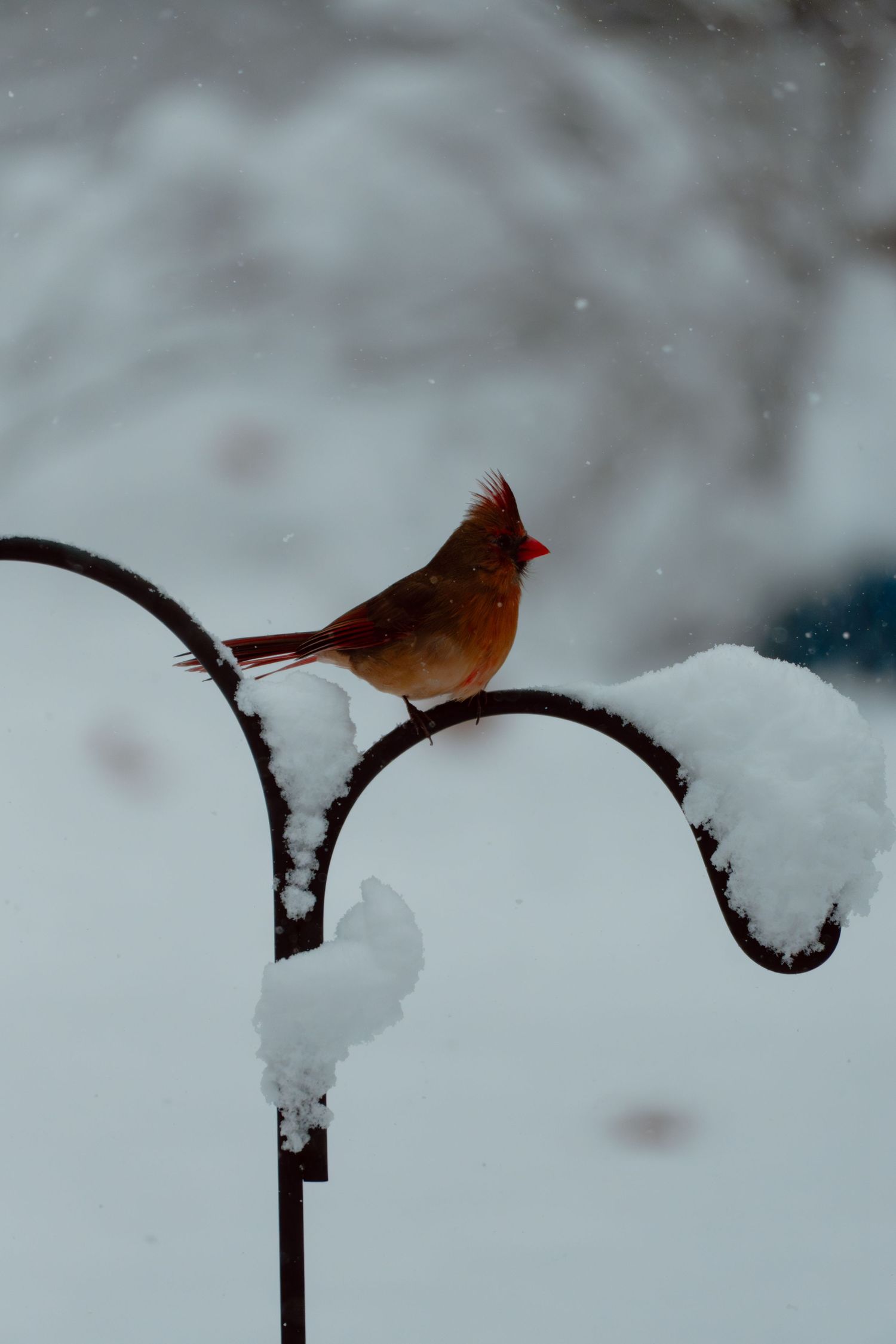 A female northern cardinal with red crest sitting on a snow-covered metal shepherd hook.