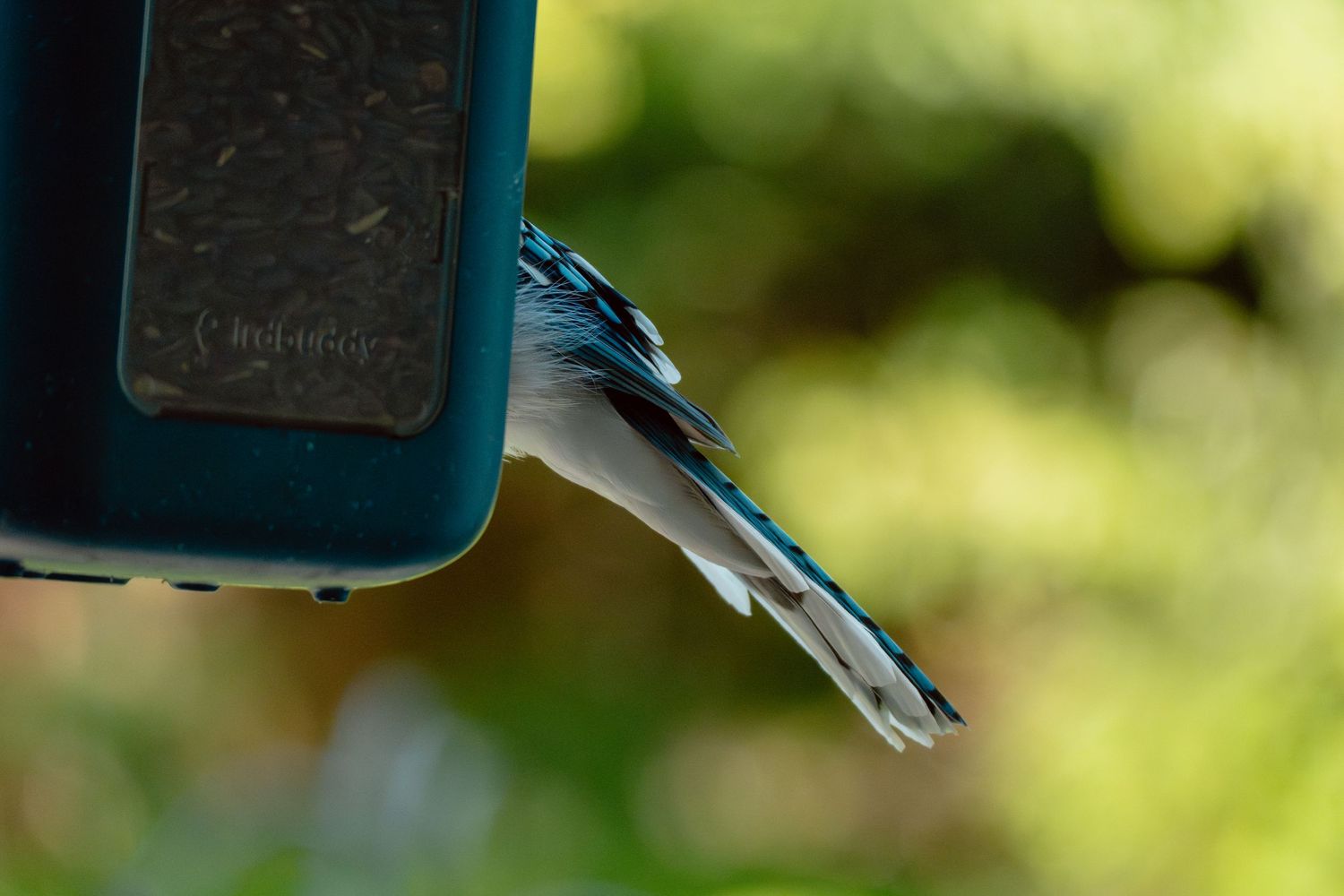 A blue jay clings to the edge of a dark bird feeder filled with seeds against a green bokeh background.