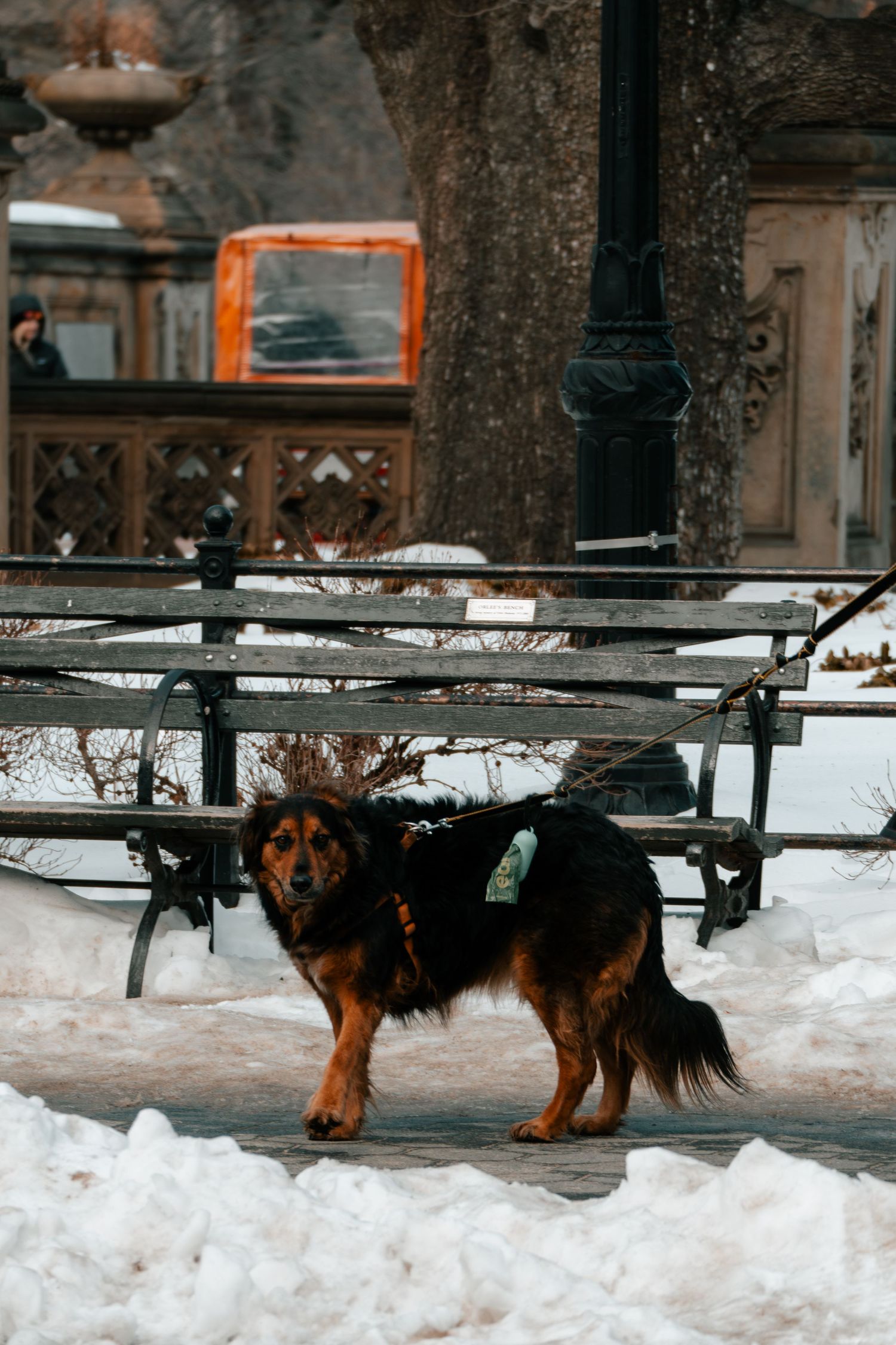 A brown and black dog on a leash stands in a snowy Central Park near benches and a lamppost.