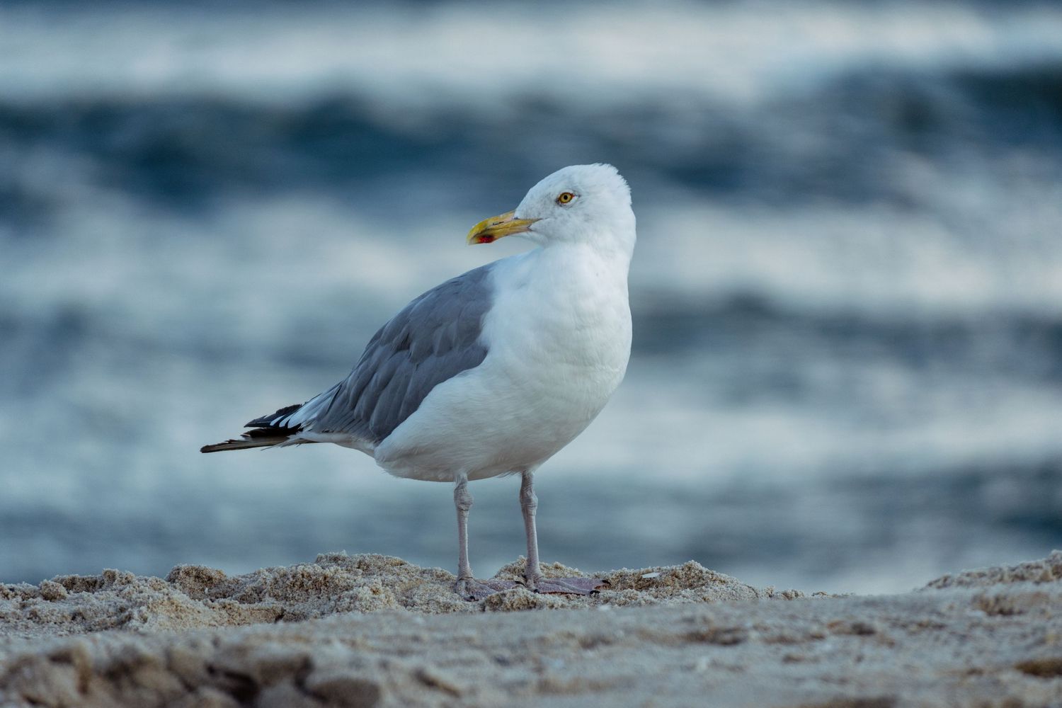 A white and gray seagull stands on sandy beach with bokeh ocean waves behind it.