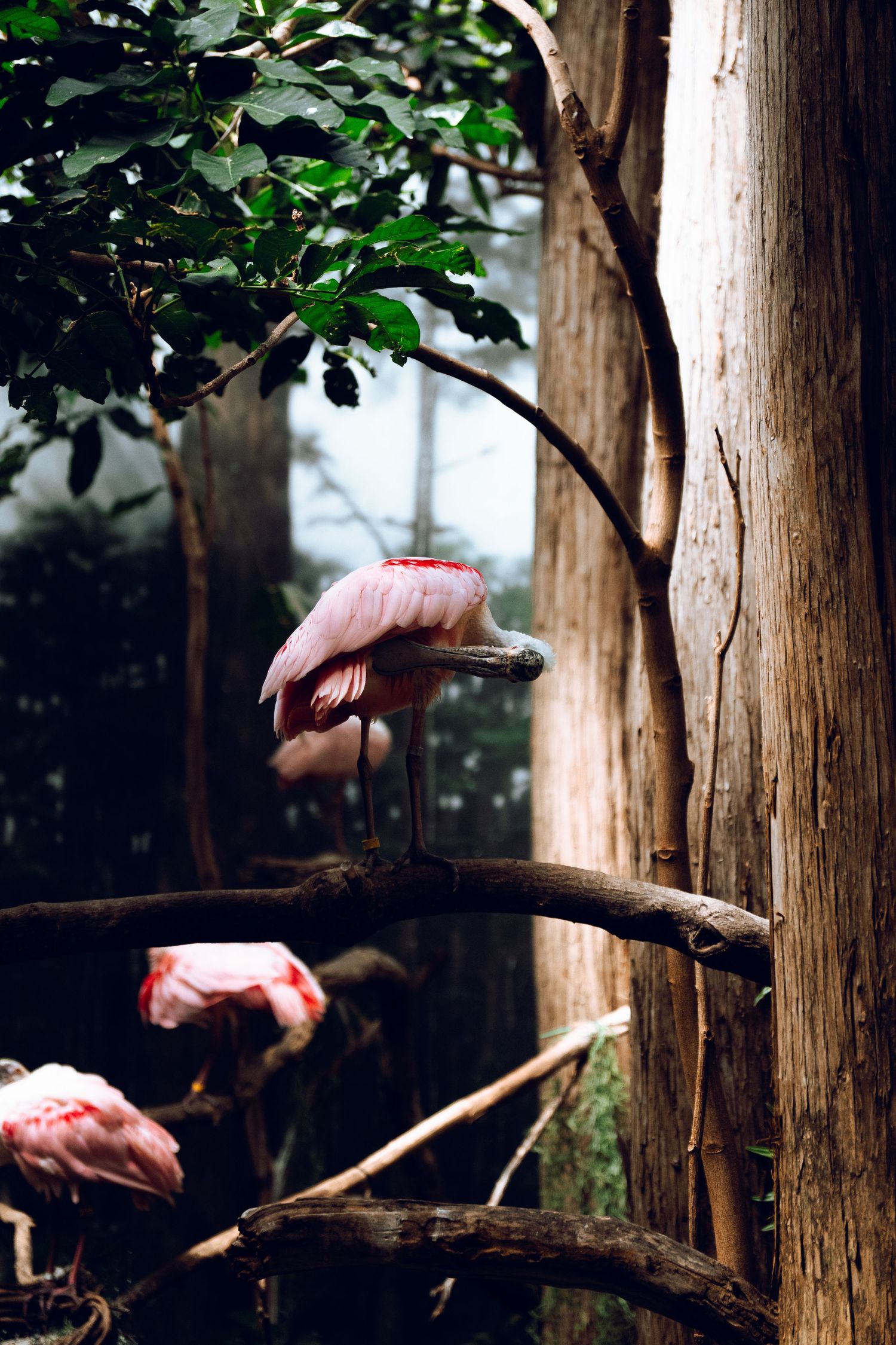 A roseate spoonbill perched on branches surrounded by lush green trees in a zoo.