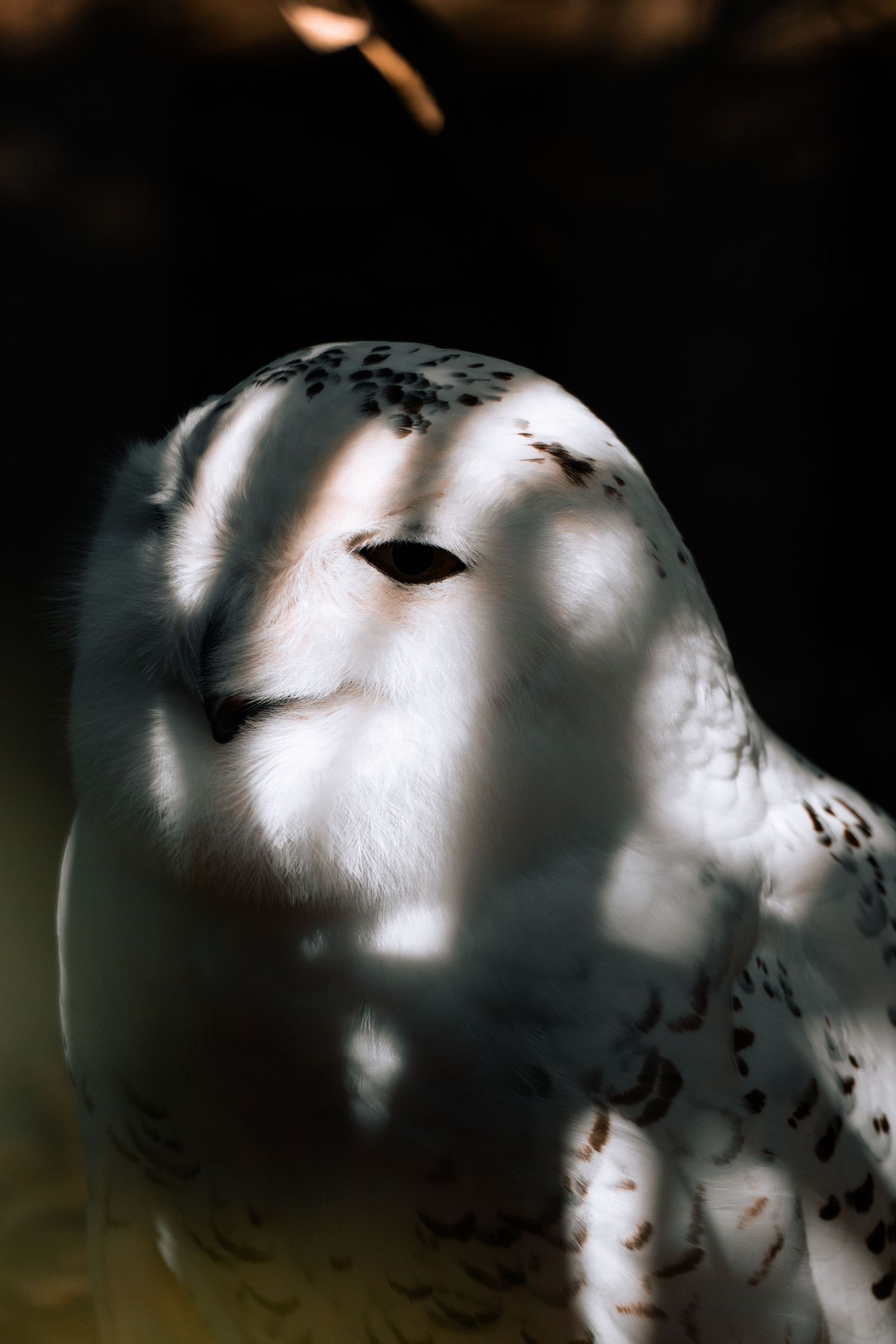 A snowy owl with eyes closed, its white feathers marked with black spots, bathed in contrasting light and shadow.