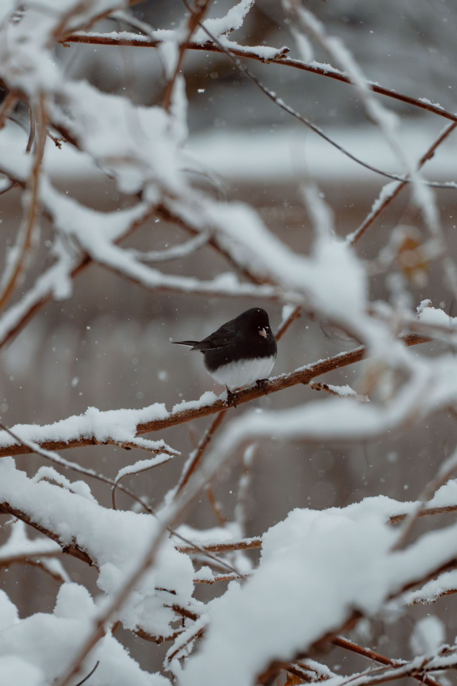 A dark-eyed junco sits on a snow-dusted branch amid falling winter snow.