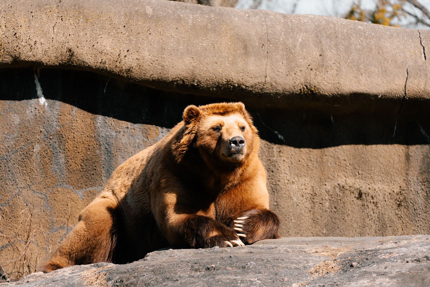 A large brown bear sits on rocky terrain, looking directly at the camera in a zoo enclosure.
