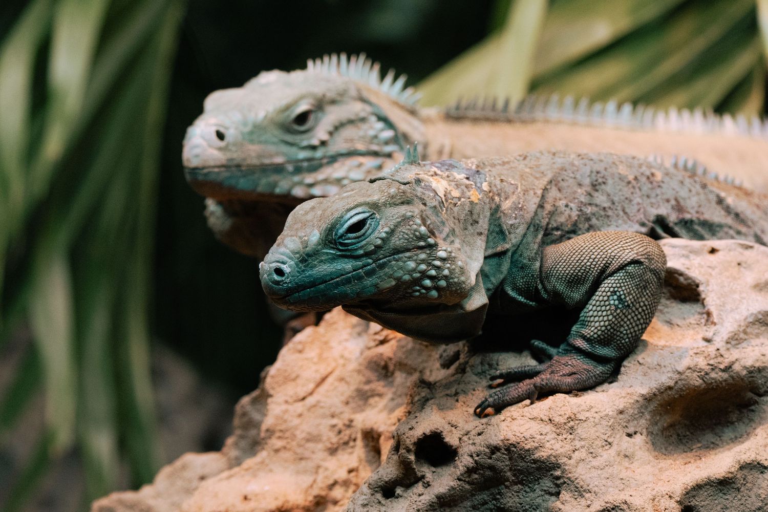 Two green iguanas resting on a rock surrounded by tropical foliage in their natural habitat.