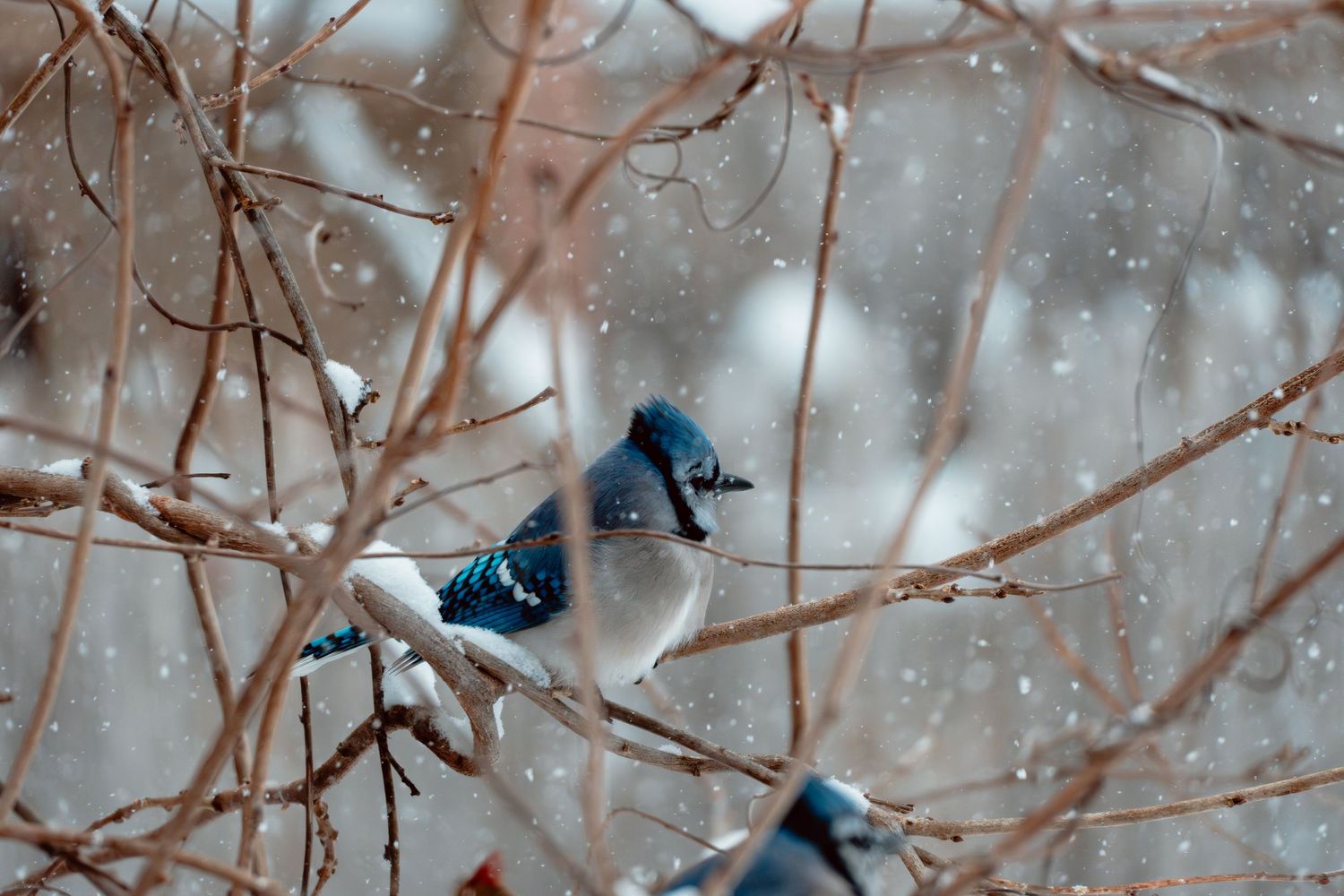 A blue jay sits on a snow-covered branch amid bare winter branches during snowfall.