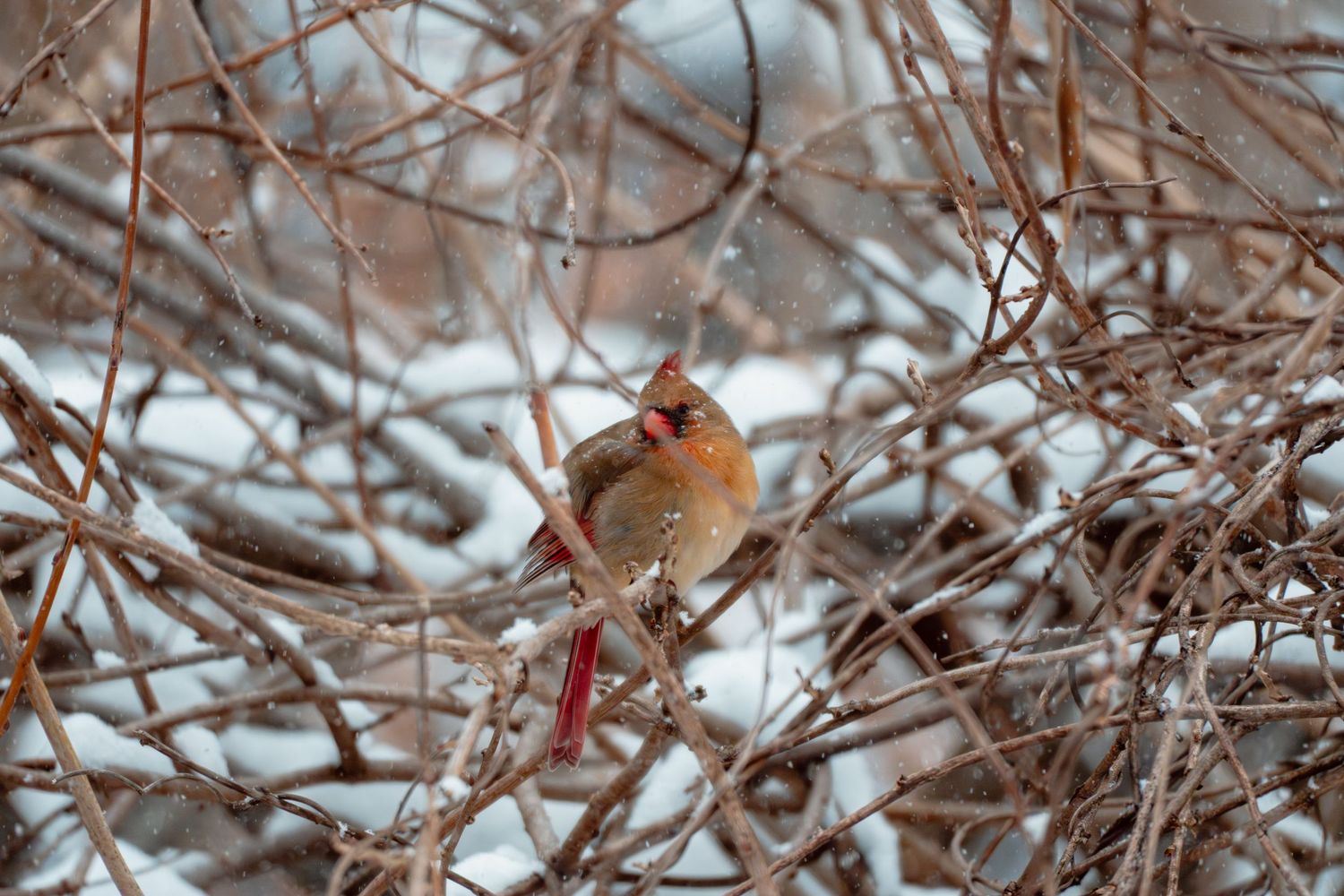 A female northern cardinal sitting among bare snow-covered branches in winter.