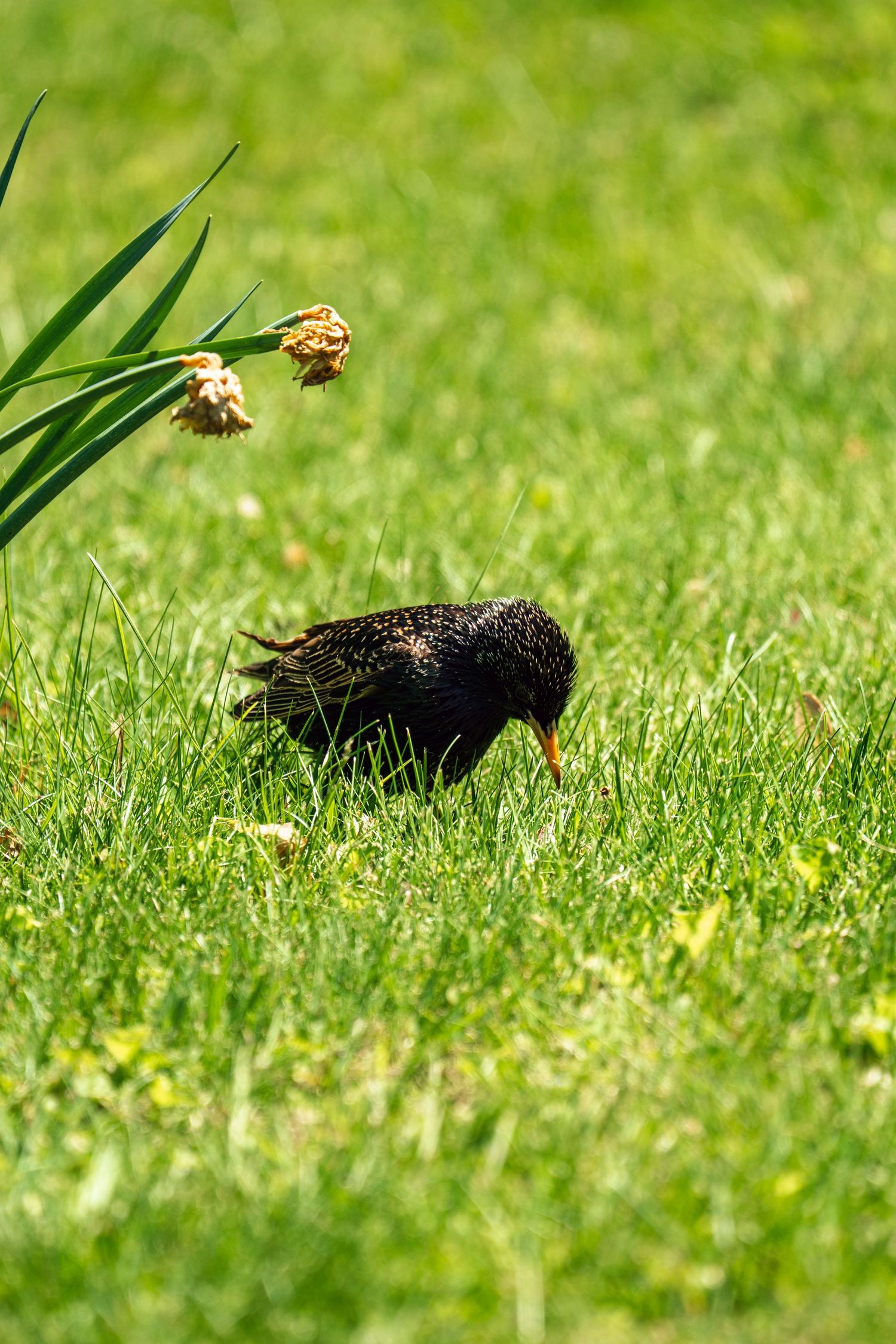 A speckled common starling searches for food in bright green grass near faded yellow daffodils.