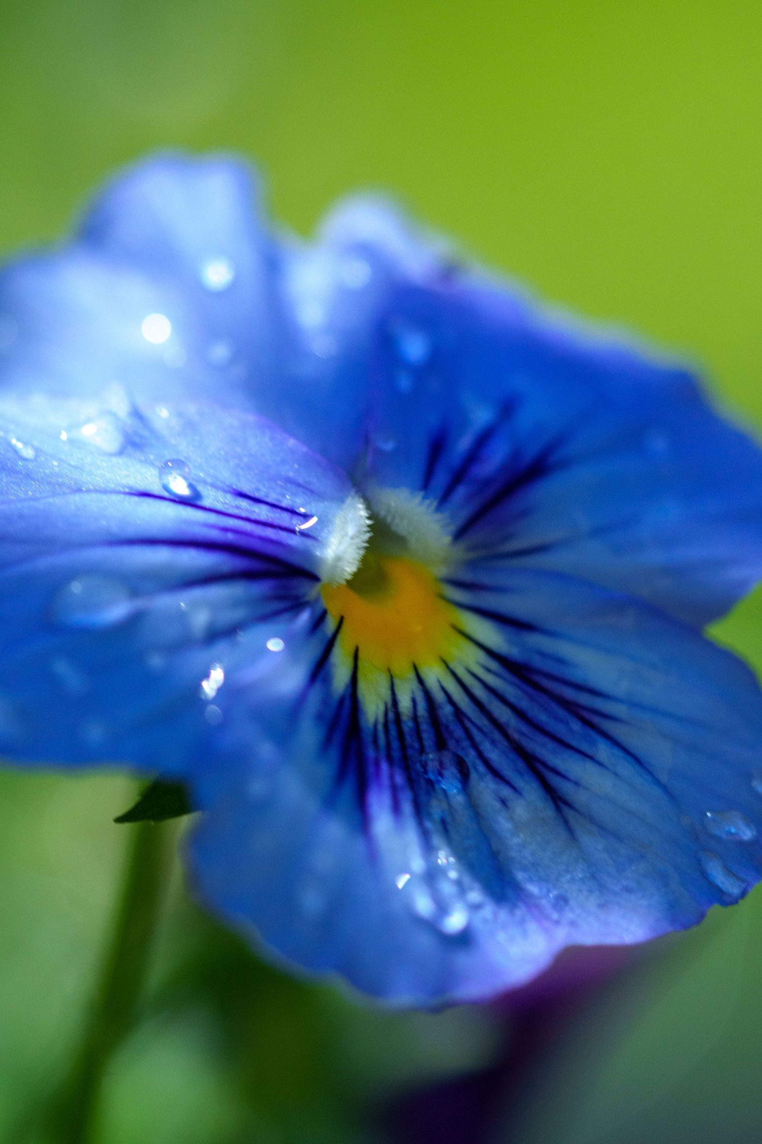 Close-up of a blue pansy flower covered in rain droplets against a green background.
