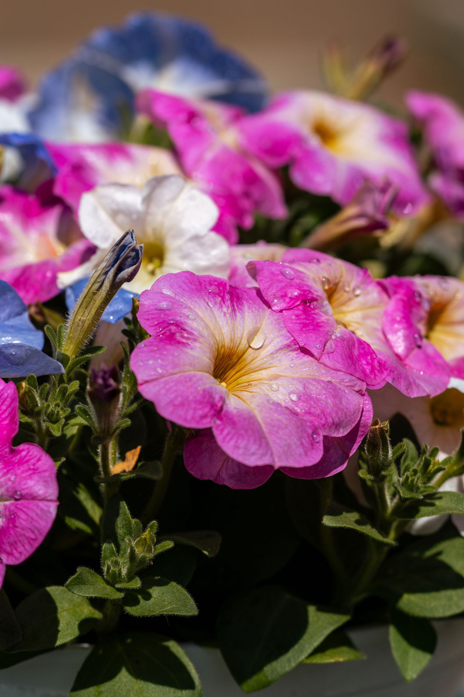 Colorful mix of pink, white, and blue petunias with water droplets in sunlight.