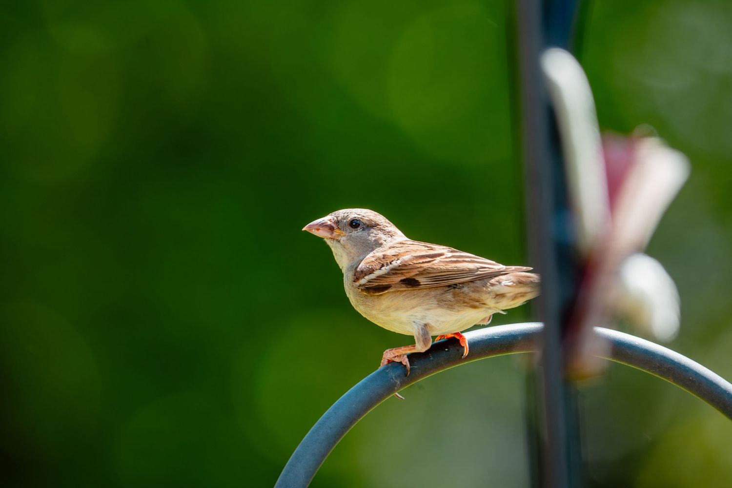 A house sparrow perched on a curved metal garden stake with lush green bokeh background.