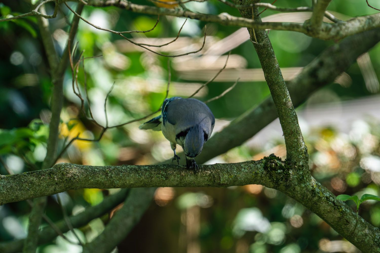 A gray bird perched on a tree branch surrounded by green bokeh foliage in a natural woodland setting.