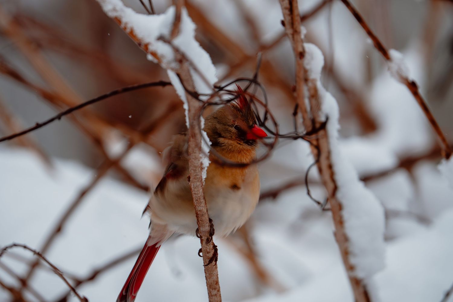 Female cardinal with red accents perched on snow-covered winter branches.