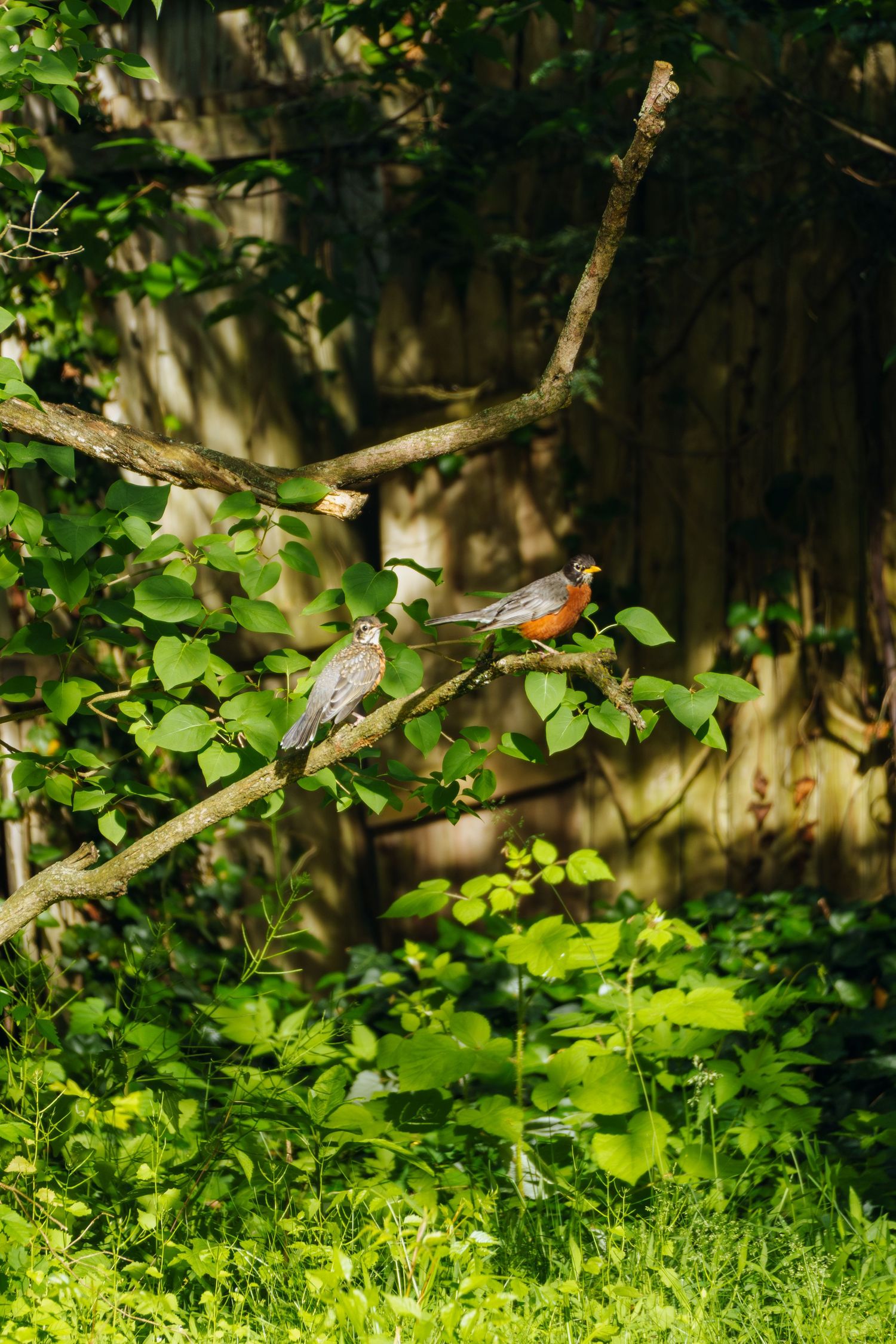 Two American robins perched on a tree branch surrounded by lush green foliage in a sunlit backyard garden.