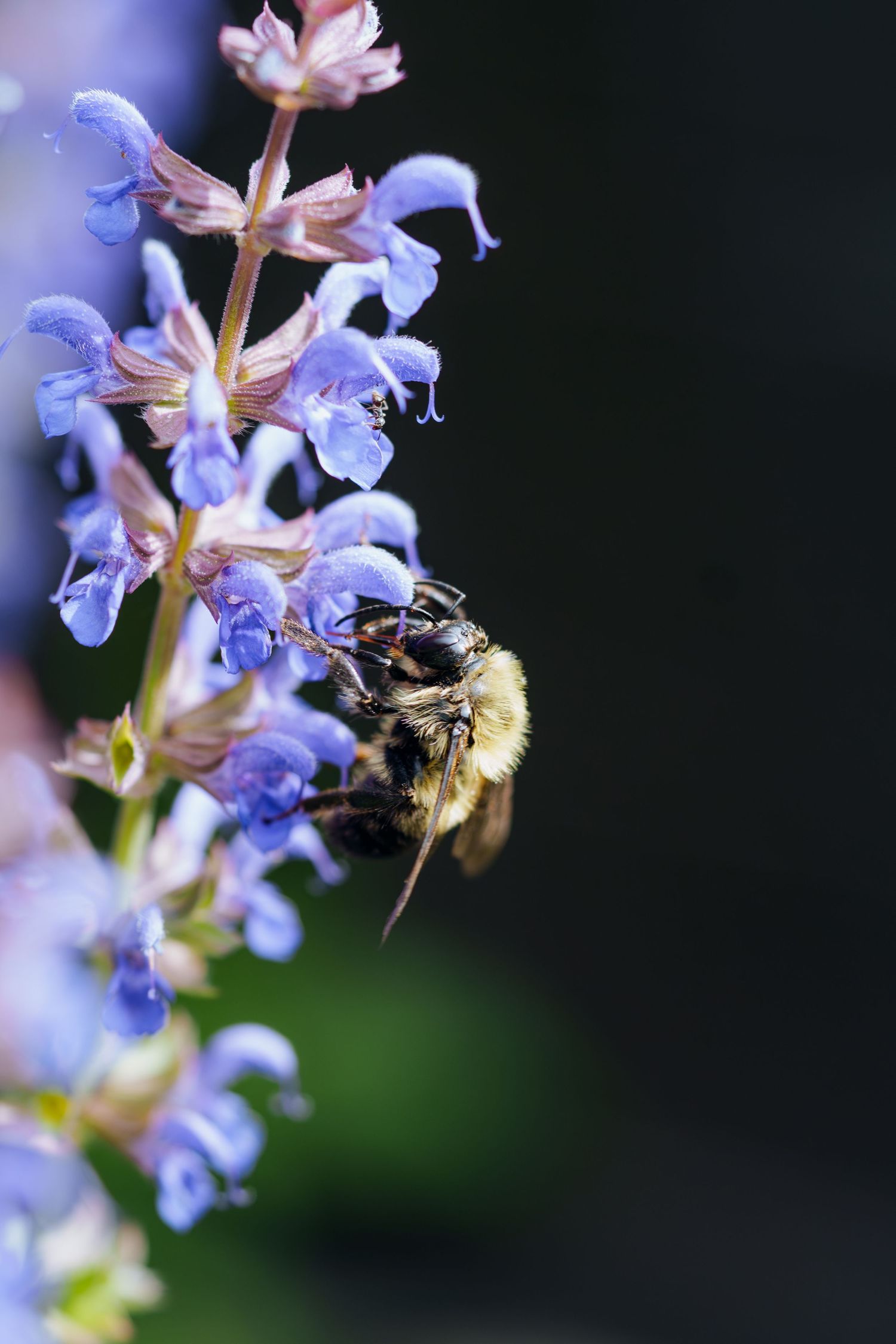 Close-up of a bumblebee pollinating purple salvia flowers against a dark background.