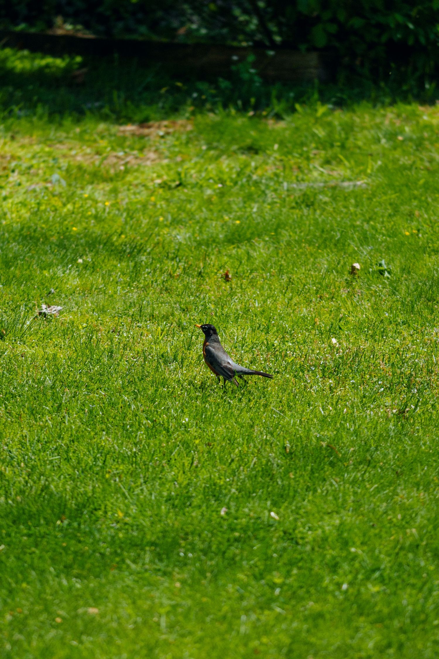 A robin bird standing on lush green grass in a sunny garden.