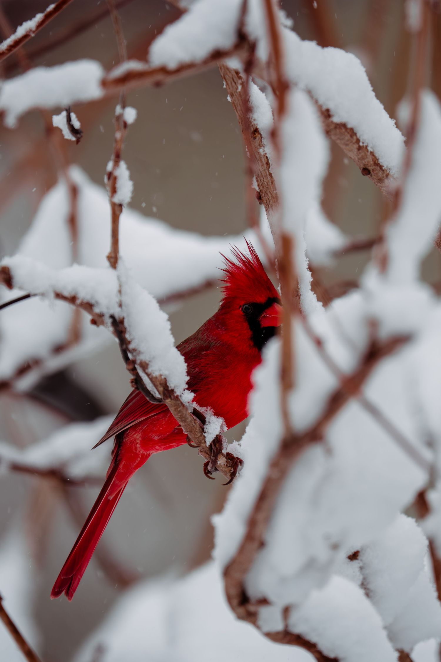 A red male Northern Cardinal looking downward while perched on snow-covered winter branches.