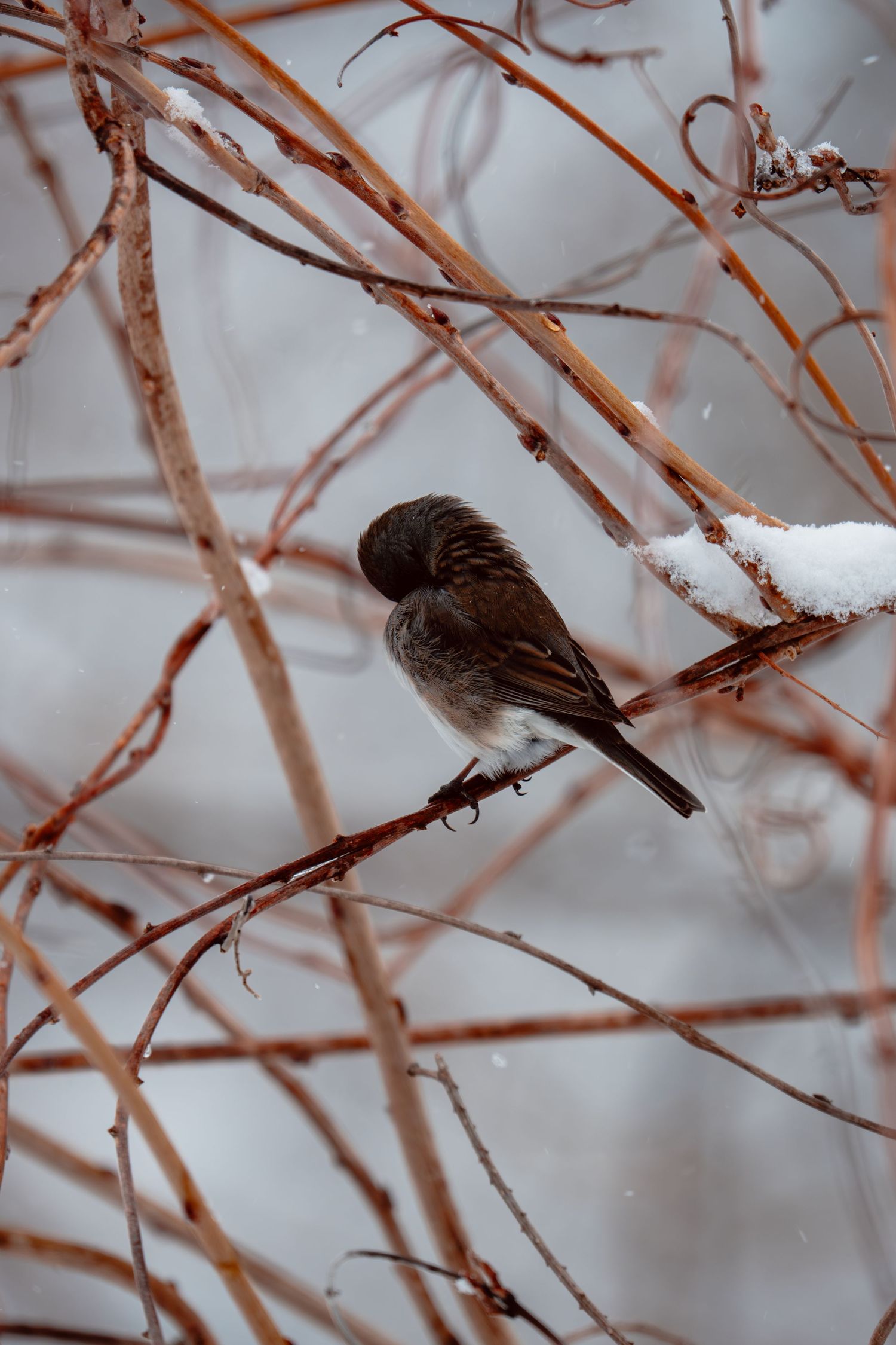 A dark-eyed junco perched on a bare branch surrounded by snow-covered winter shrubs.