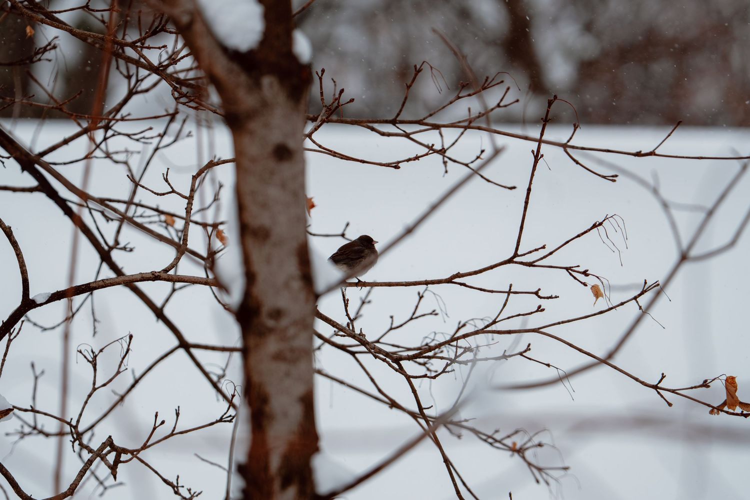 A small bird perched on bare tree branches against a snowy winter background.