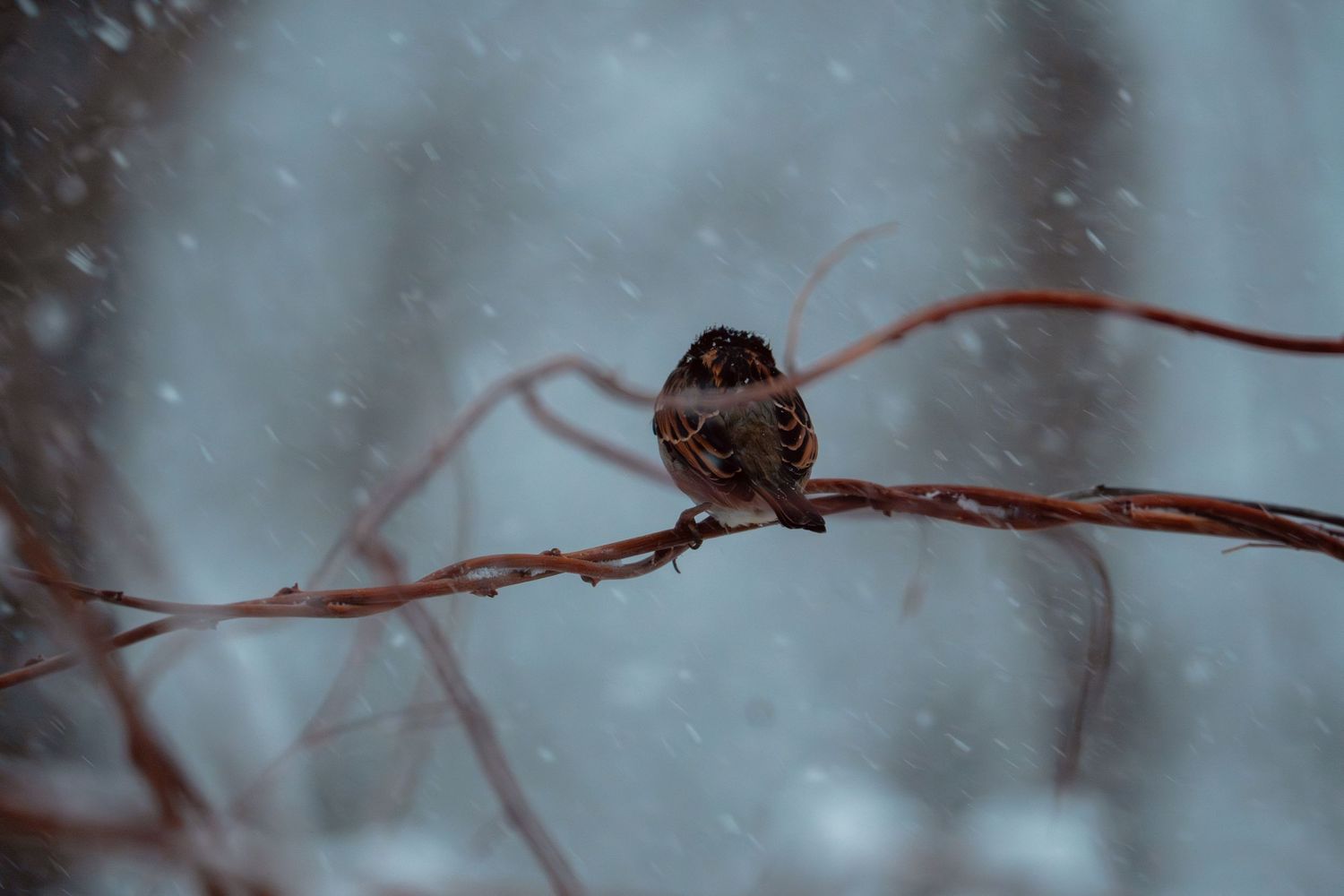 A small sparrow perched on a bare branch during a winter snowstorm.