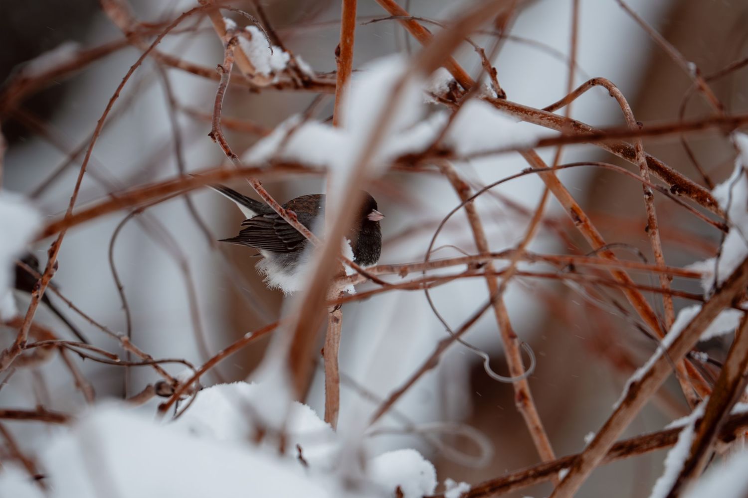 A small sparrow perched among snow-dusted bare branches in winter.