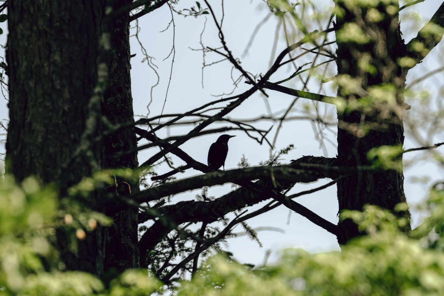 Silhouette of a bird perched on a bare branch between tall trees against a light sky.
