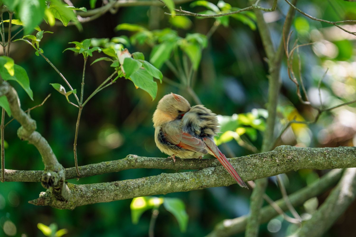 A female Northern Cardinal grooms herself on a tree branch, her tail feathers visible against a green background.