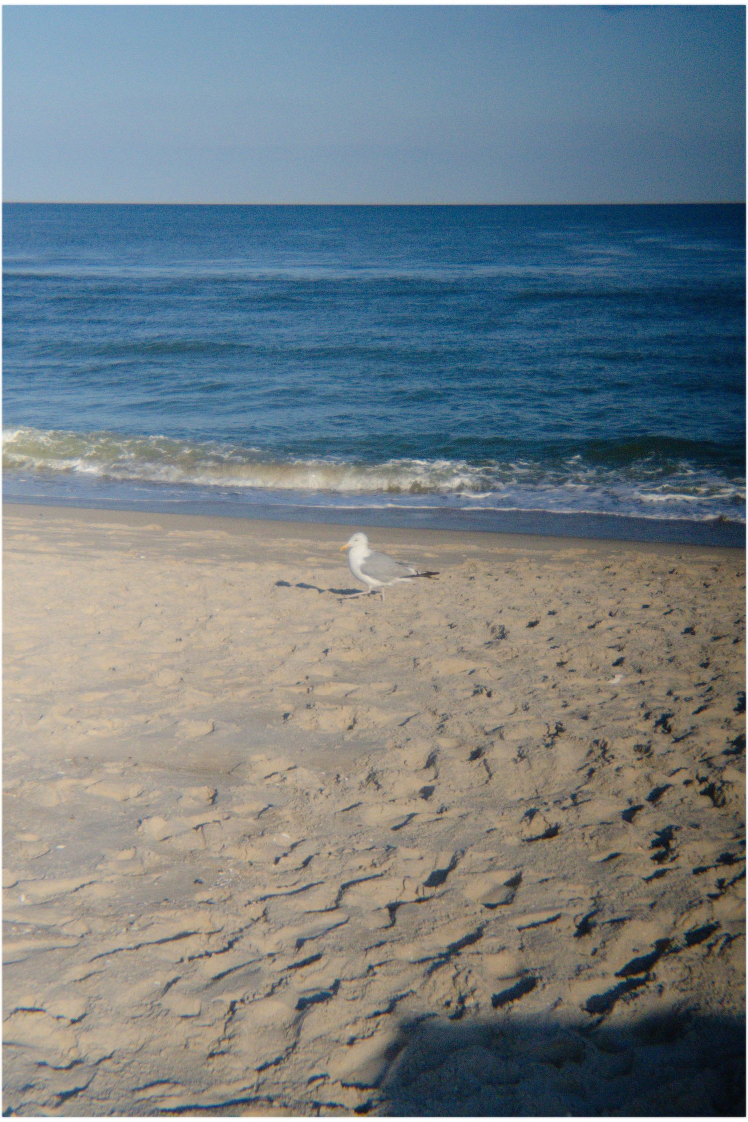 A single white seagull stands near the shoreline on a sandy beach with calm blue ocean waves.
