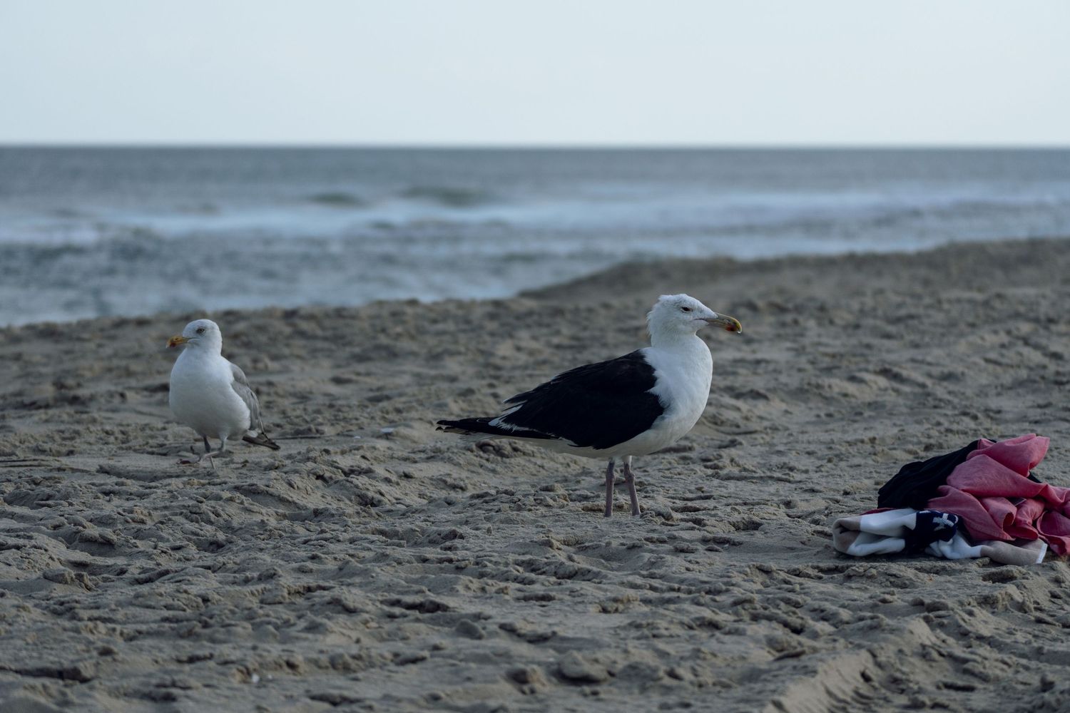 Two seagulls stand on sandy beach near ocean, one large dark-winged gull beside a smaller white gull.