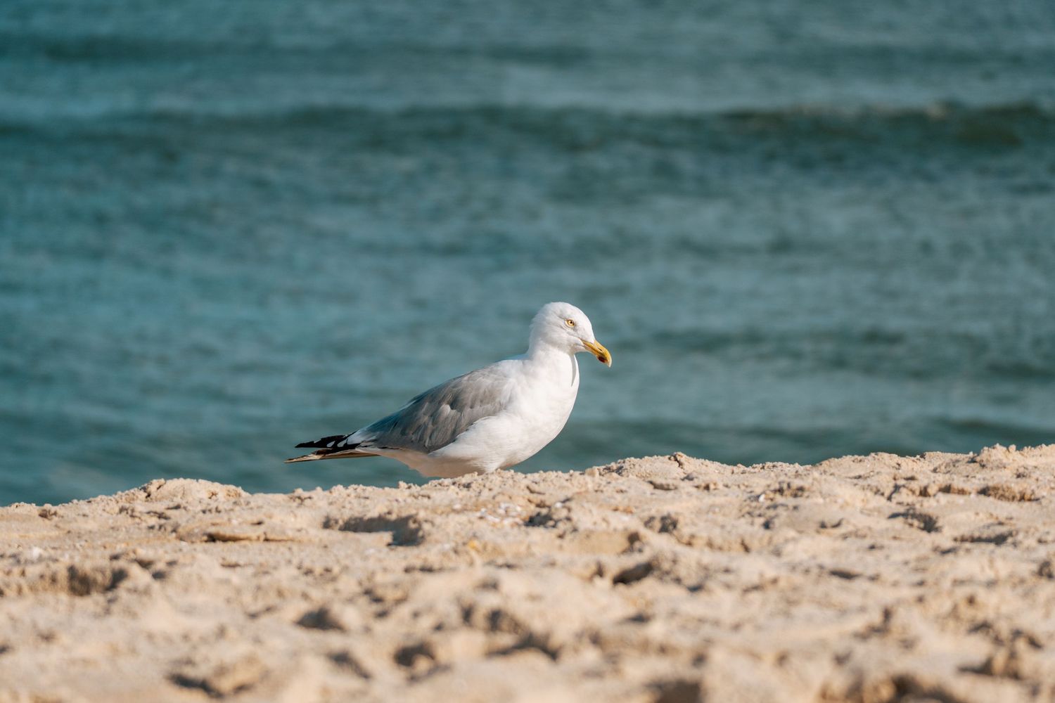 A seagull standing on sandy beach with turquoise ocean waves in the background on a sunny day.