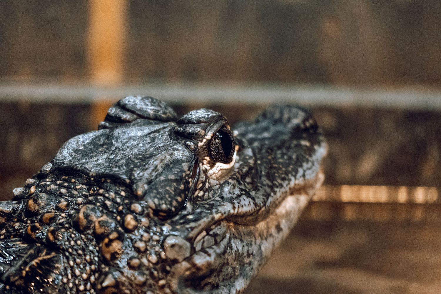Close-up of an alligator with open mouth showing teeth and bumpy scaly skin.