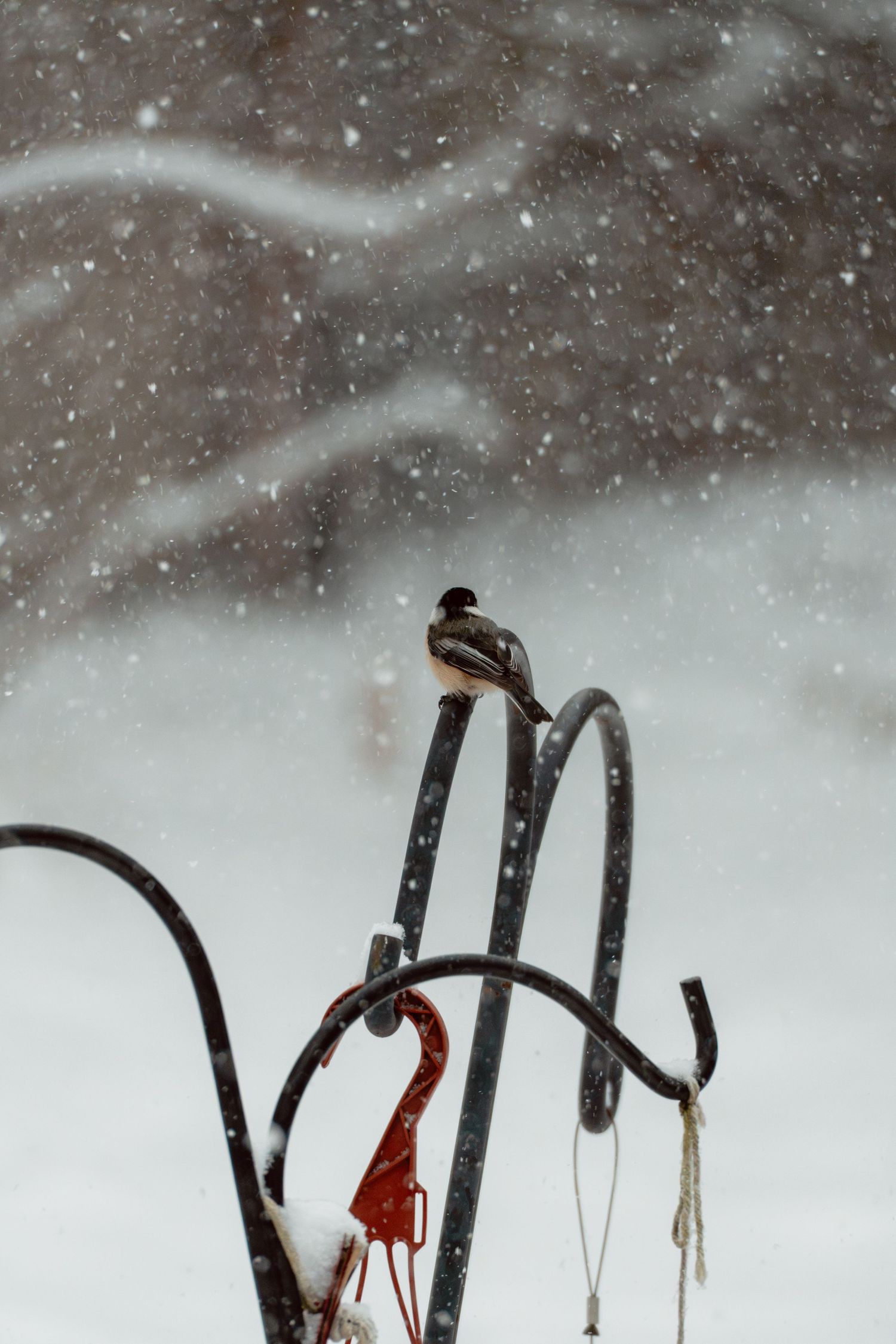 Chickadee perched on a metal garden hook stand during a heavy winter snowstorm.