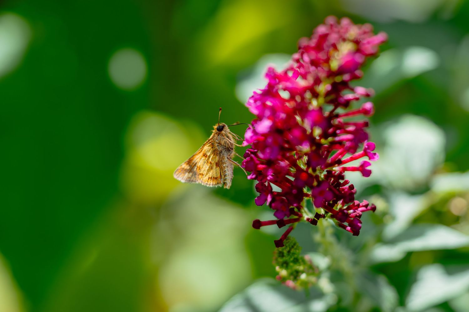 A skipper butterfly feeding on vibrant pink buddleia flowers with a soft green bokeh background.