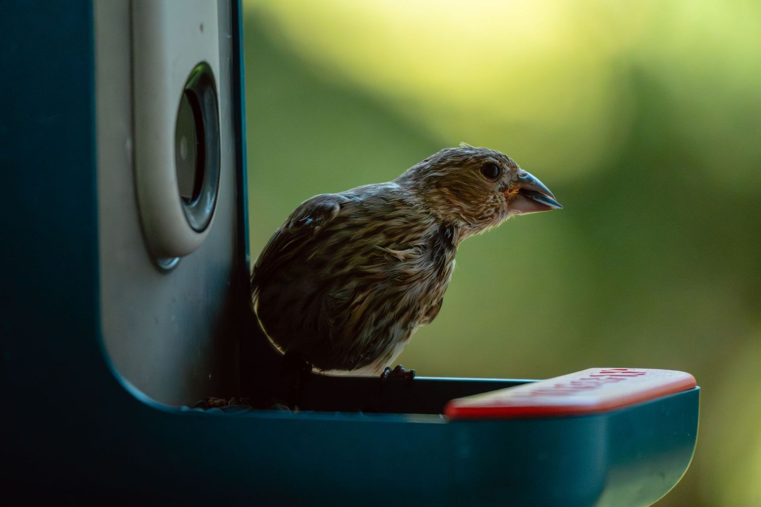 A small streaked brown house finch perches on a teal bird feeder with its beak open against a dark background.