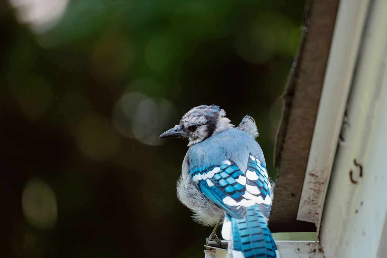 A blue jay with striking blue plumage perches on a white gutter with a soft green bokeh background.