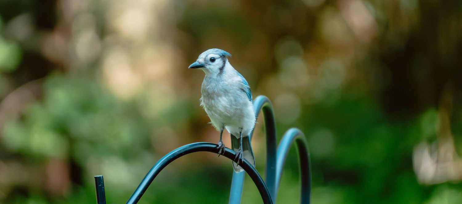 A gray catbird perched gracefully on a curved metal garden hook with a green bokeh background.