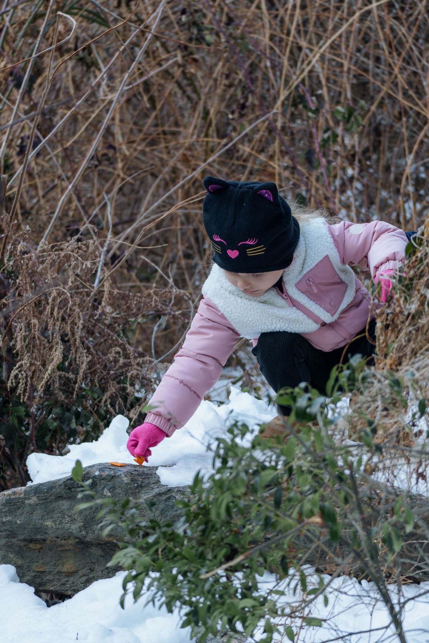 Young child in pink coat and black cat hat placing food on snowy rock in winter.