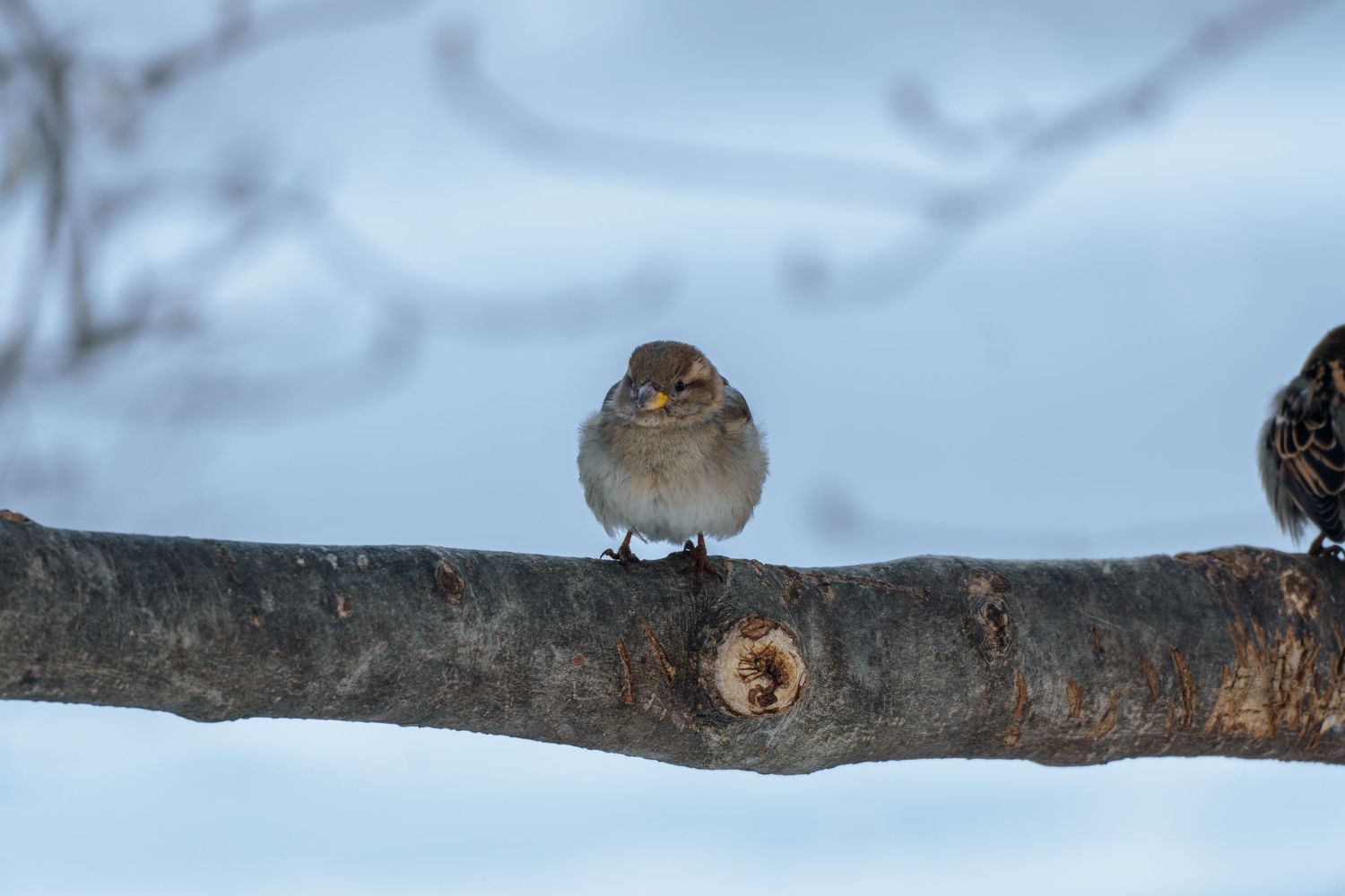 A small sparrow sits on a bare tree branch against a snowy background.