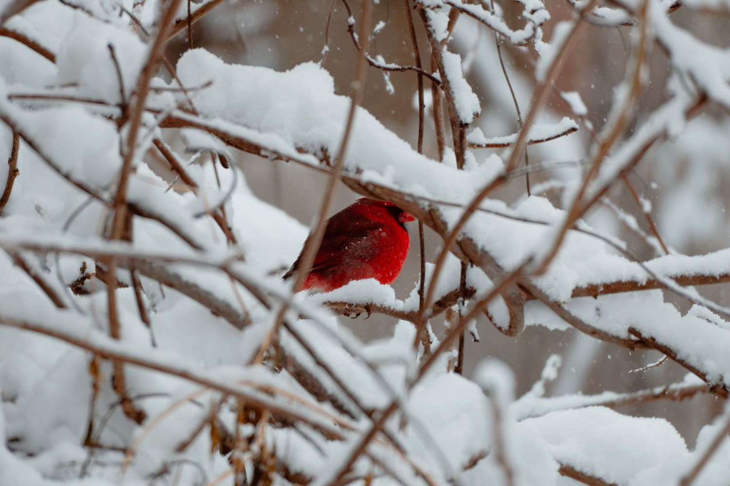 A vivid red male northern cardinal perched on snow-covered branches in a dense winter shrub.