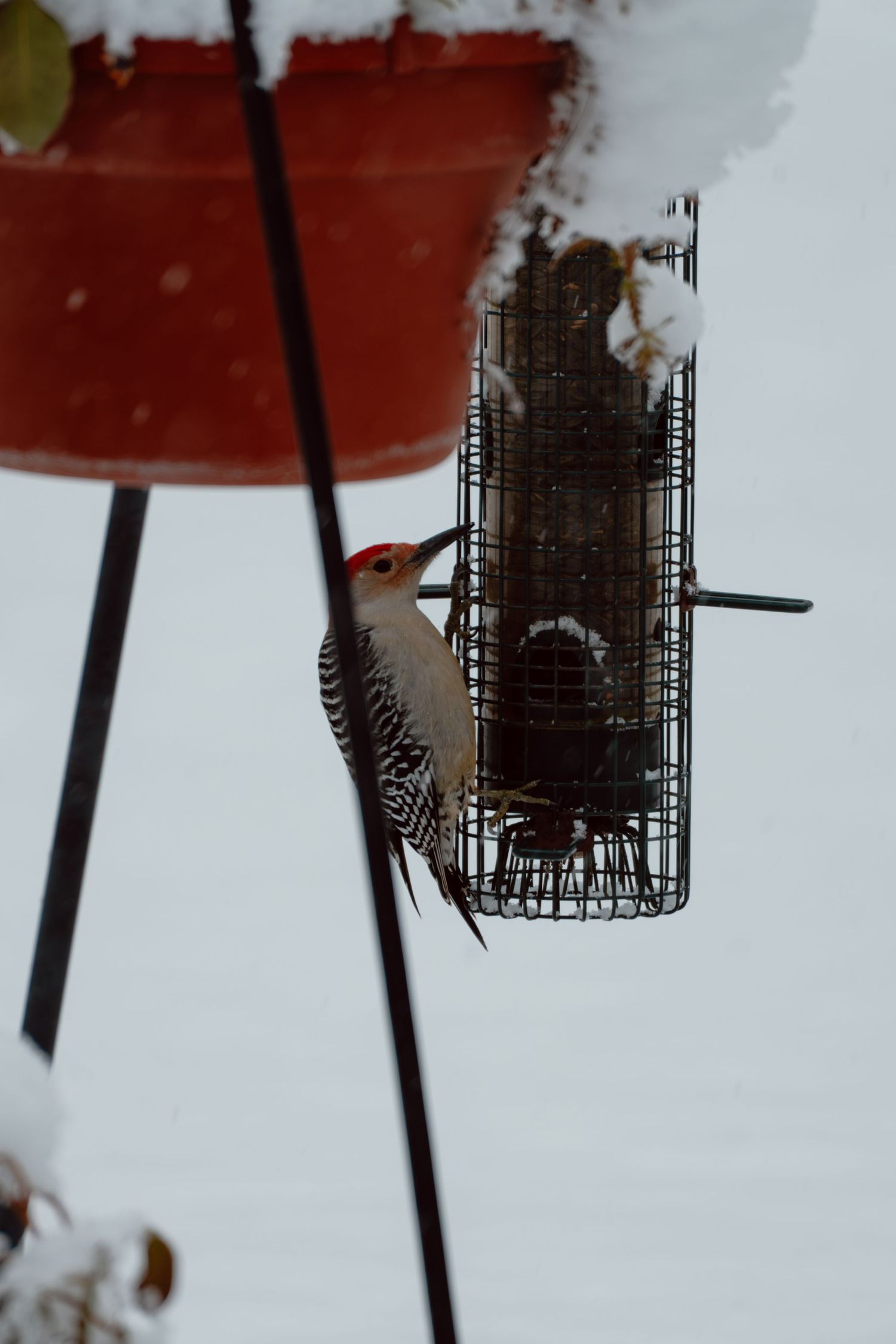 A red-bellied woodpecker clings to a suet cage bird feeder during a snowy winter day.