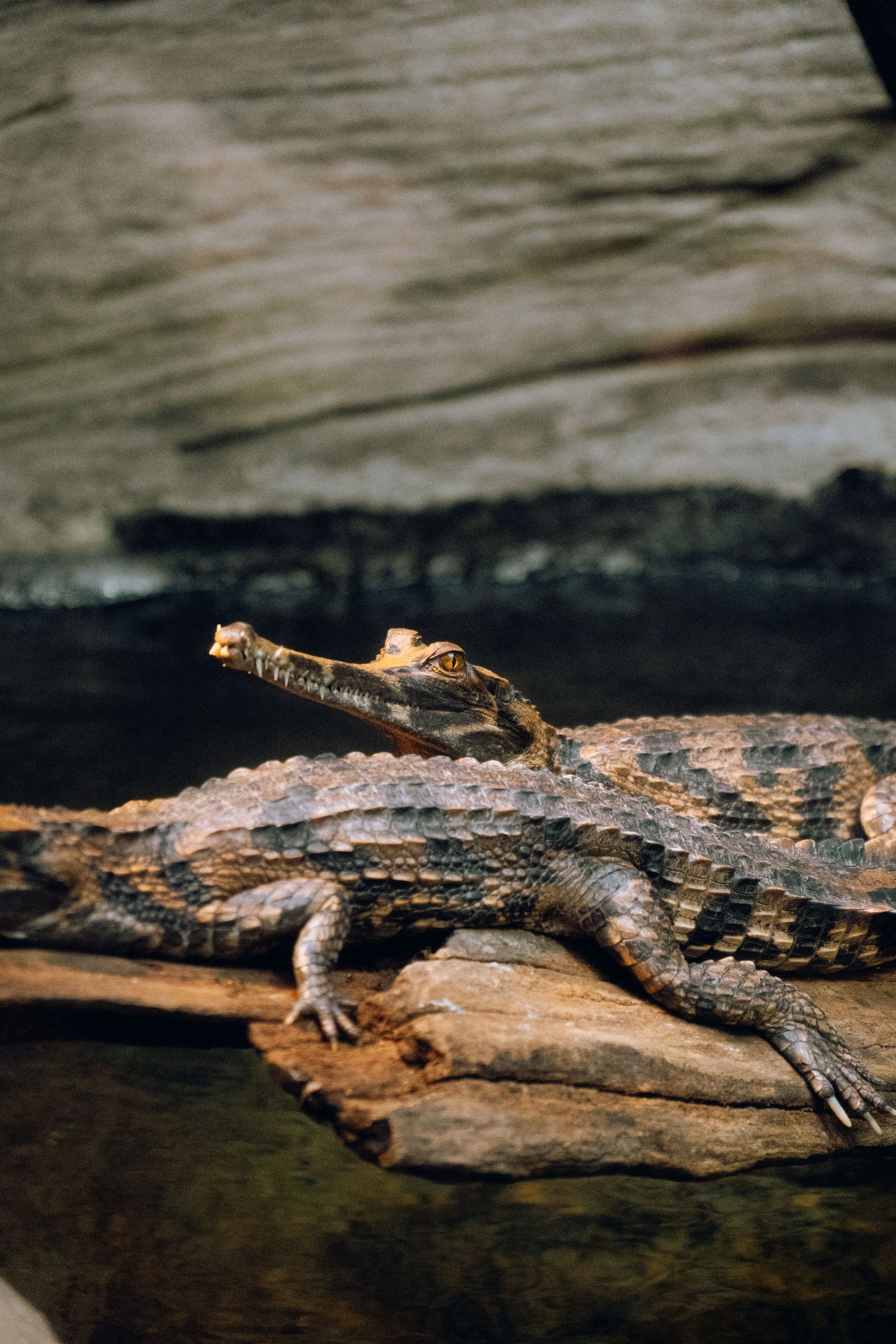A small crocodile with open mouth resting on a log near water in a rocky enclosure.