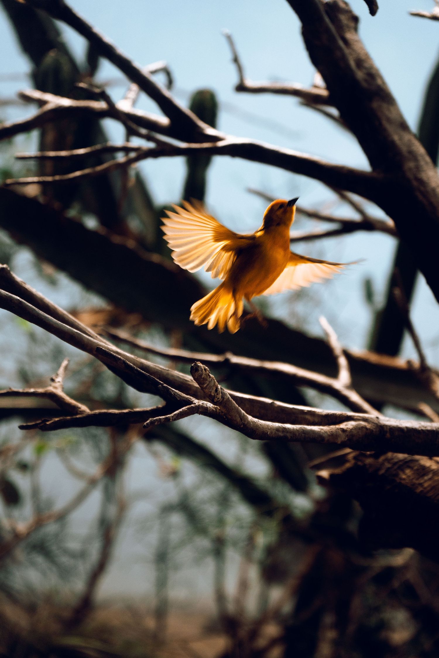 A vibrant yellow bird captured mid-flight with wings spread wide among bare tree branches against a blue sky.